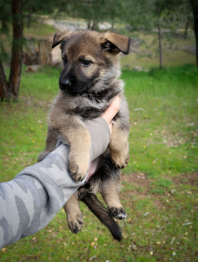 Hot Pink Female - 6 weeks old
