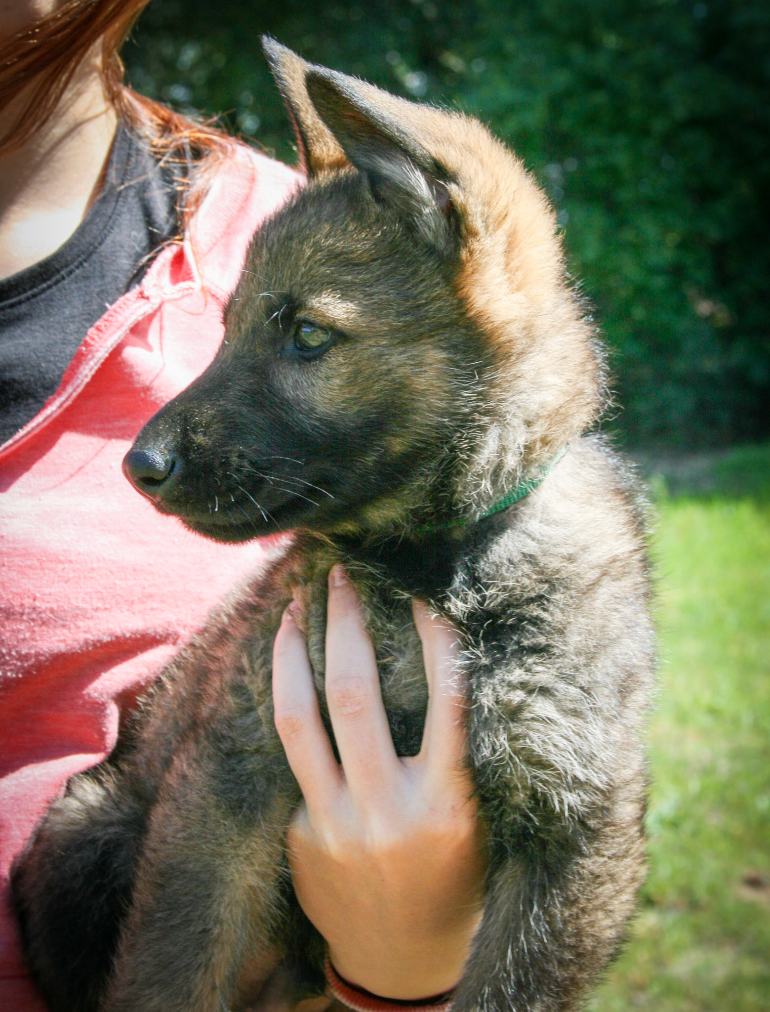 Hunter Green Collar Male 8 Weeks Old