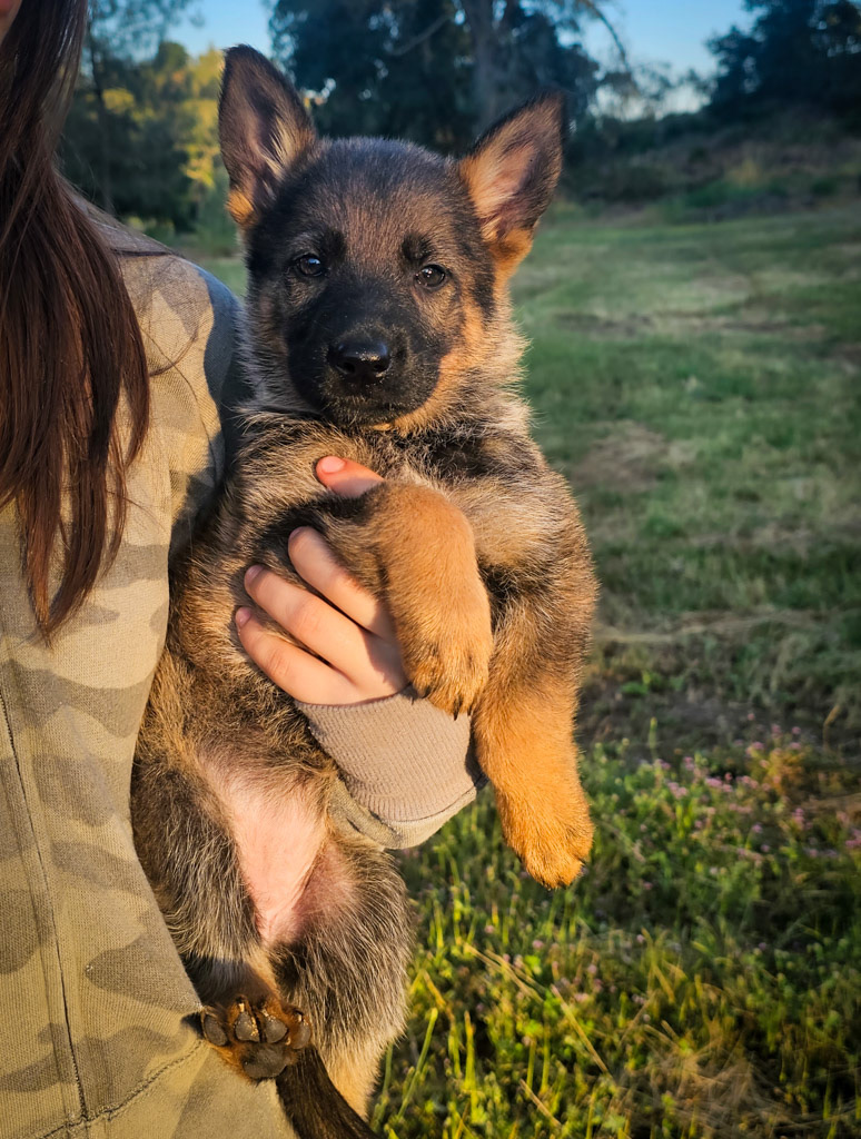 Lime Green Collar Female - 7 weeks old