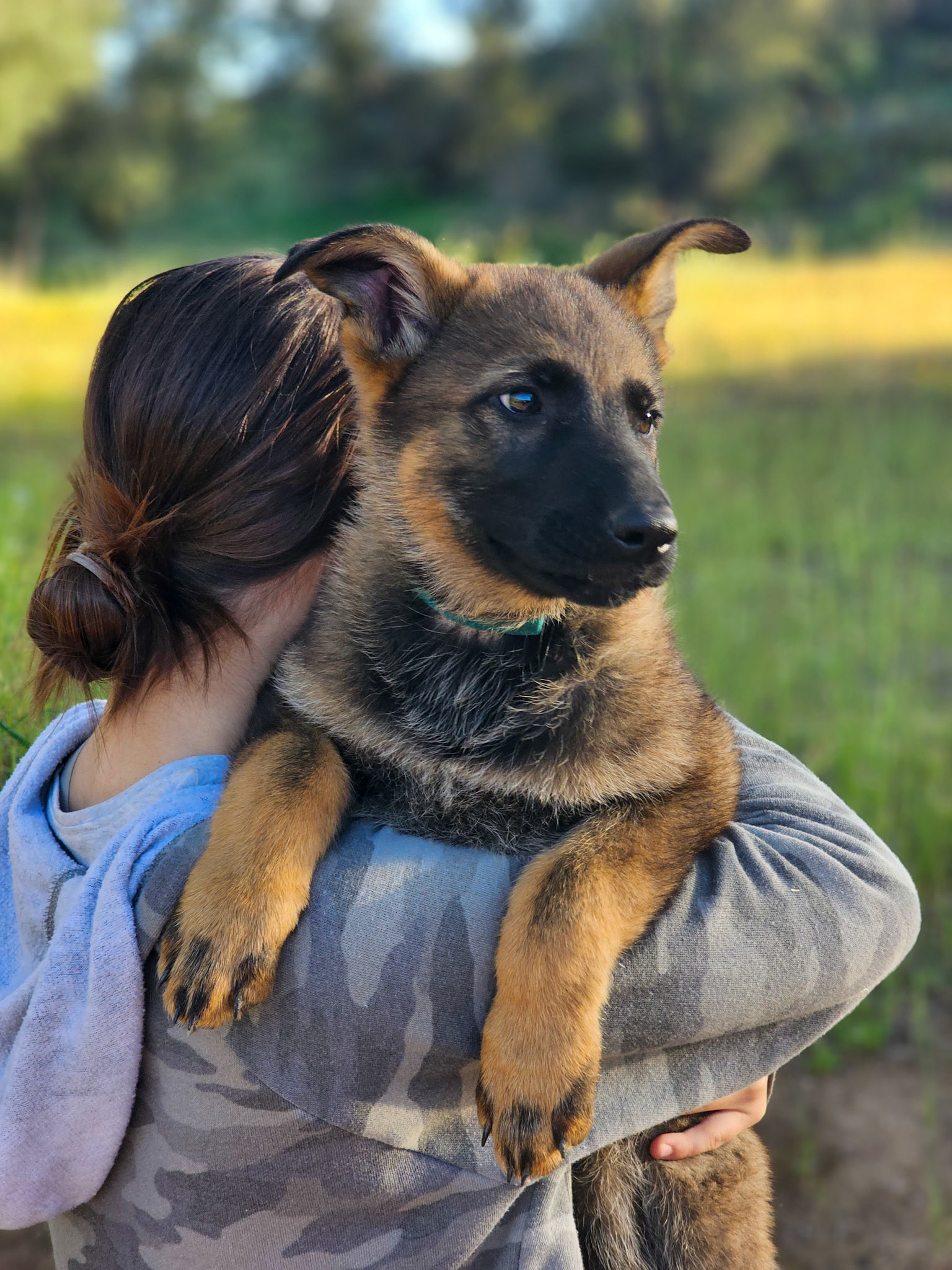 Teal Collar Female - 11 weeks old