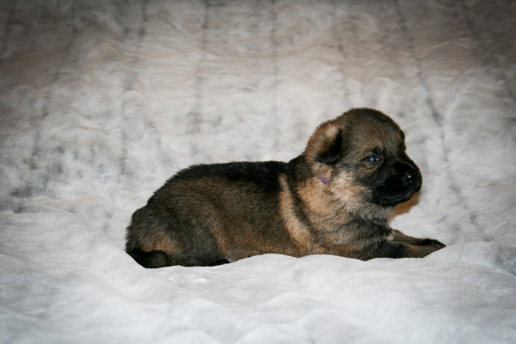 Purple Collar Female - 3 weeks old