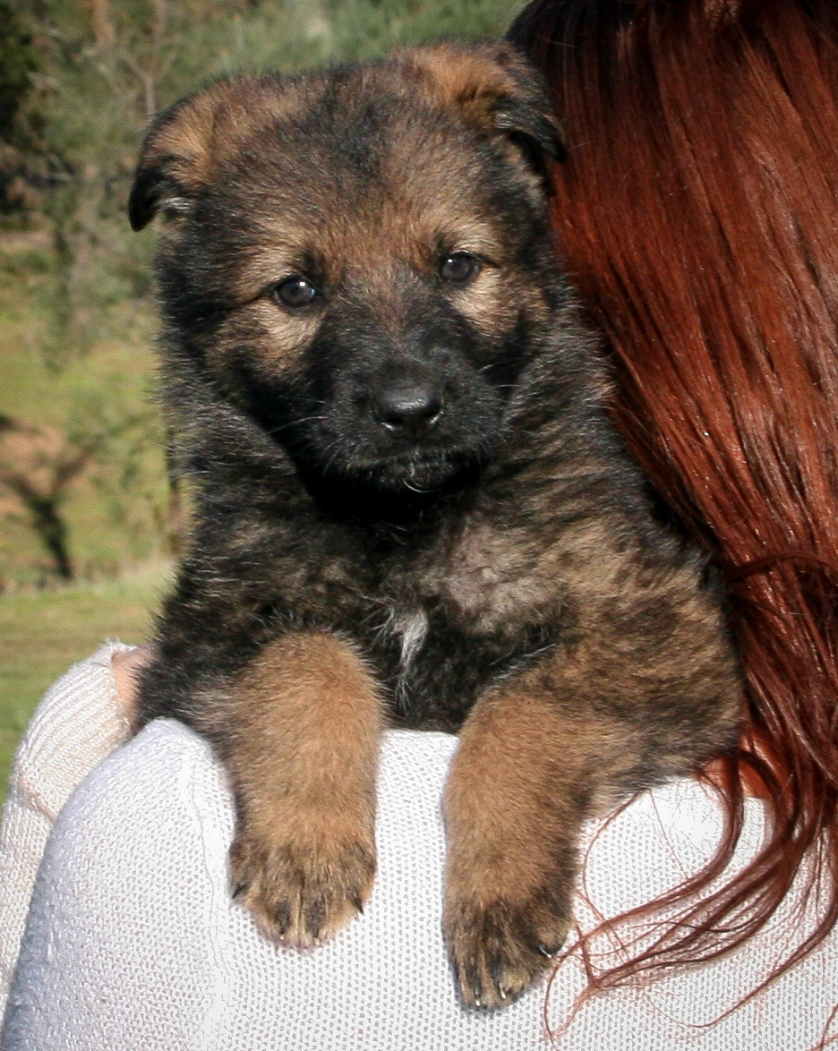 Pink Collar Female 5 Weeks Old