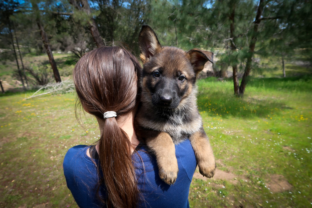 Teal Collar Female - 7 weeks old