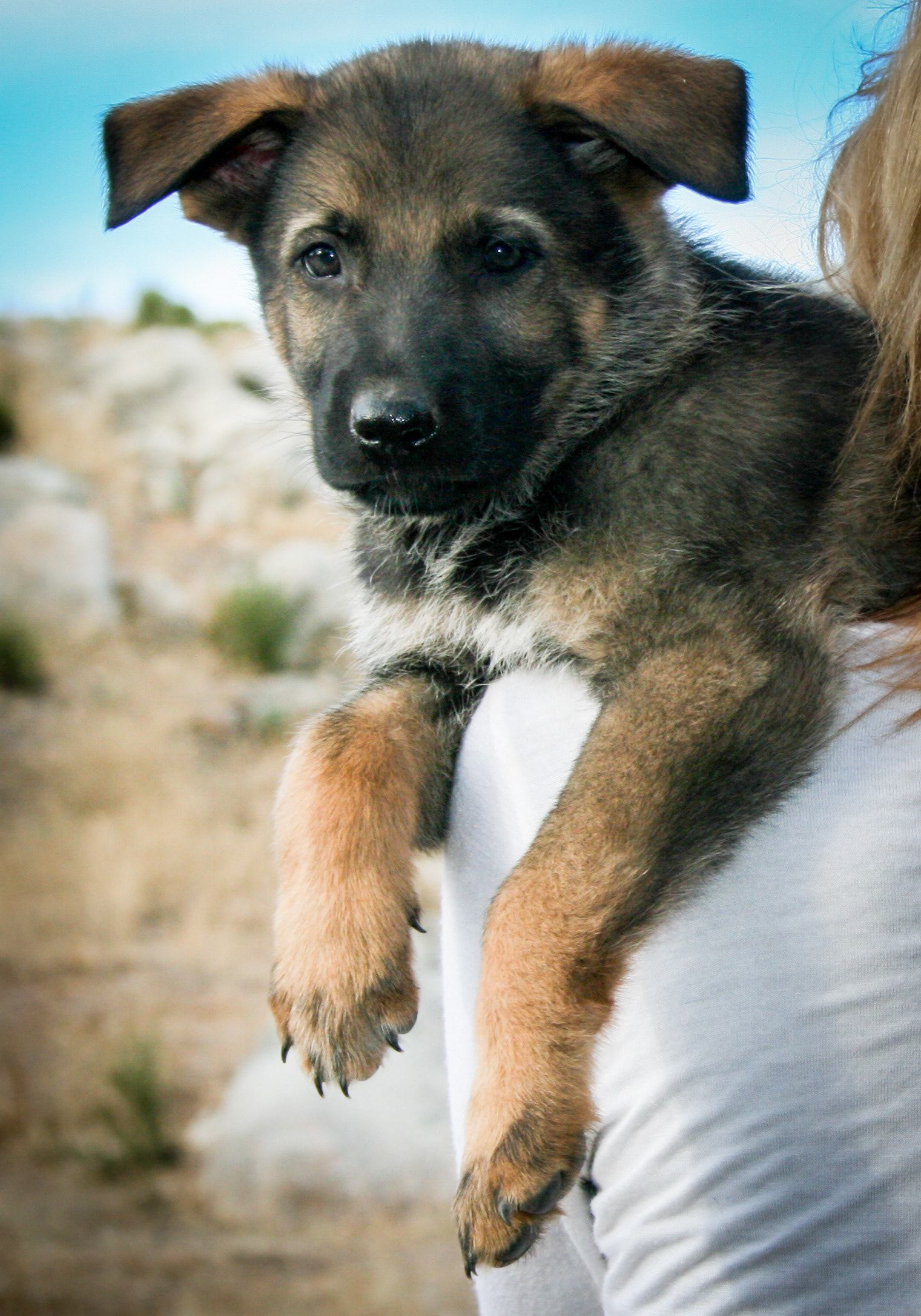 Hunter - 7 weeks