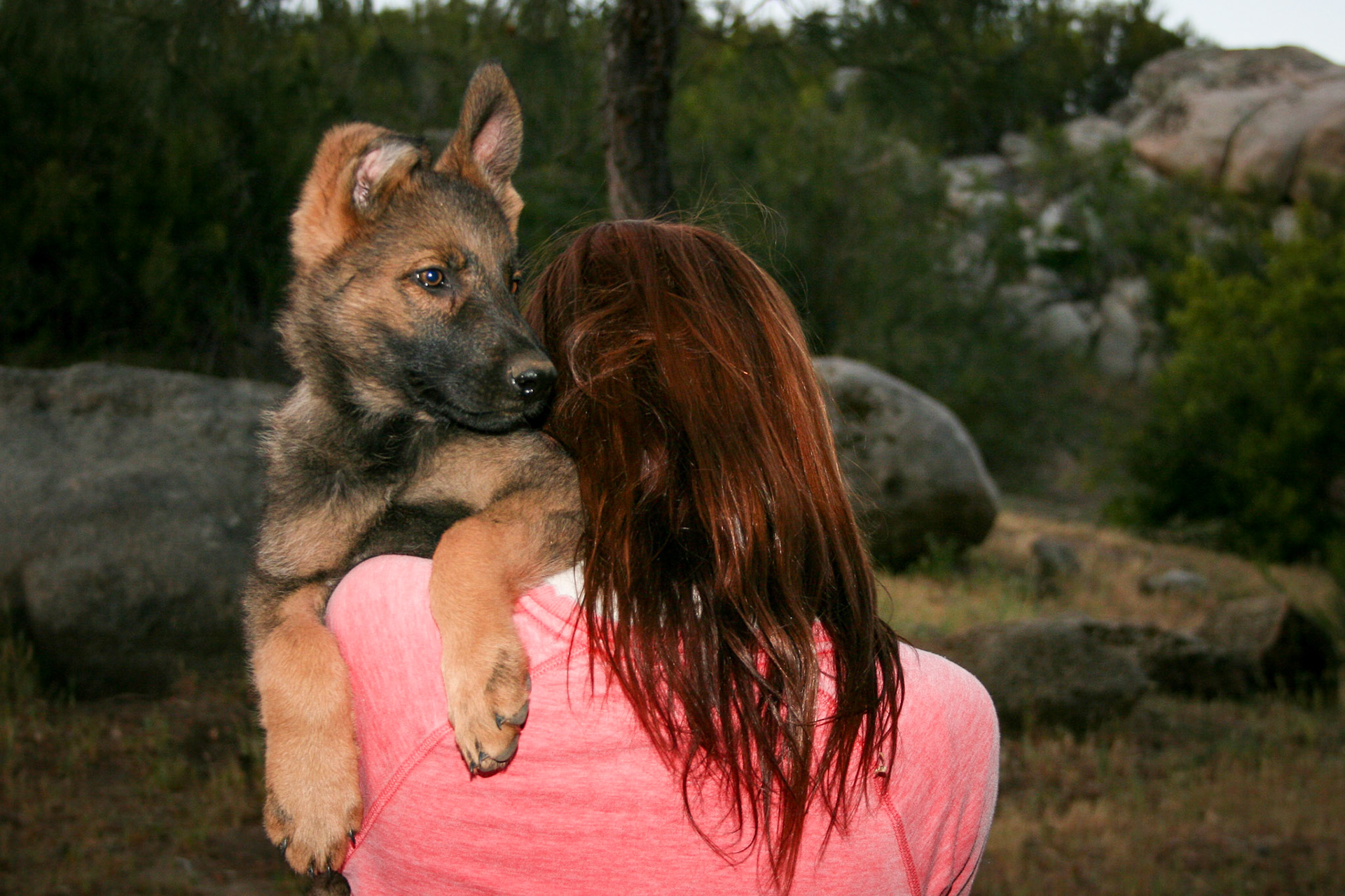 Hunter Green Collar Male 10 Weeks Old