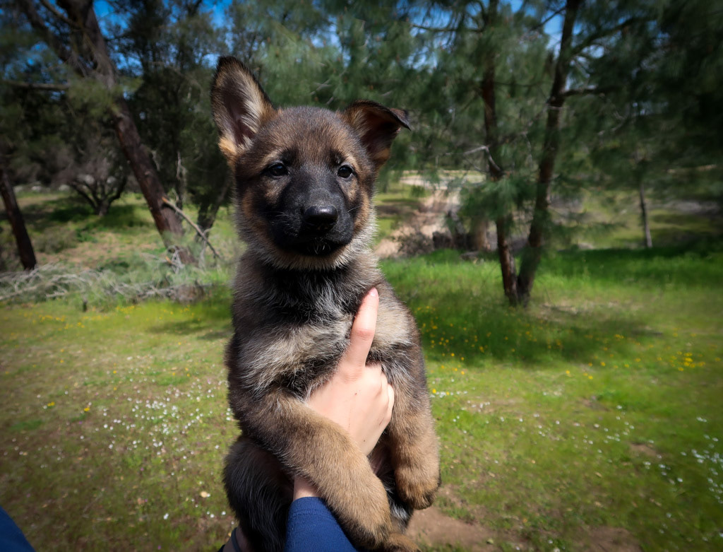 Teal Collar Female - 7 weeks old