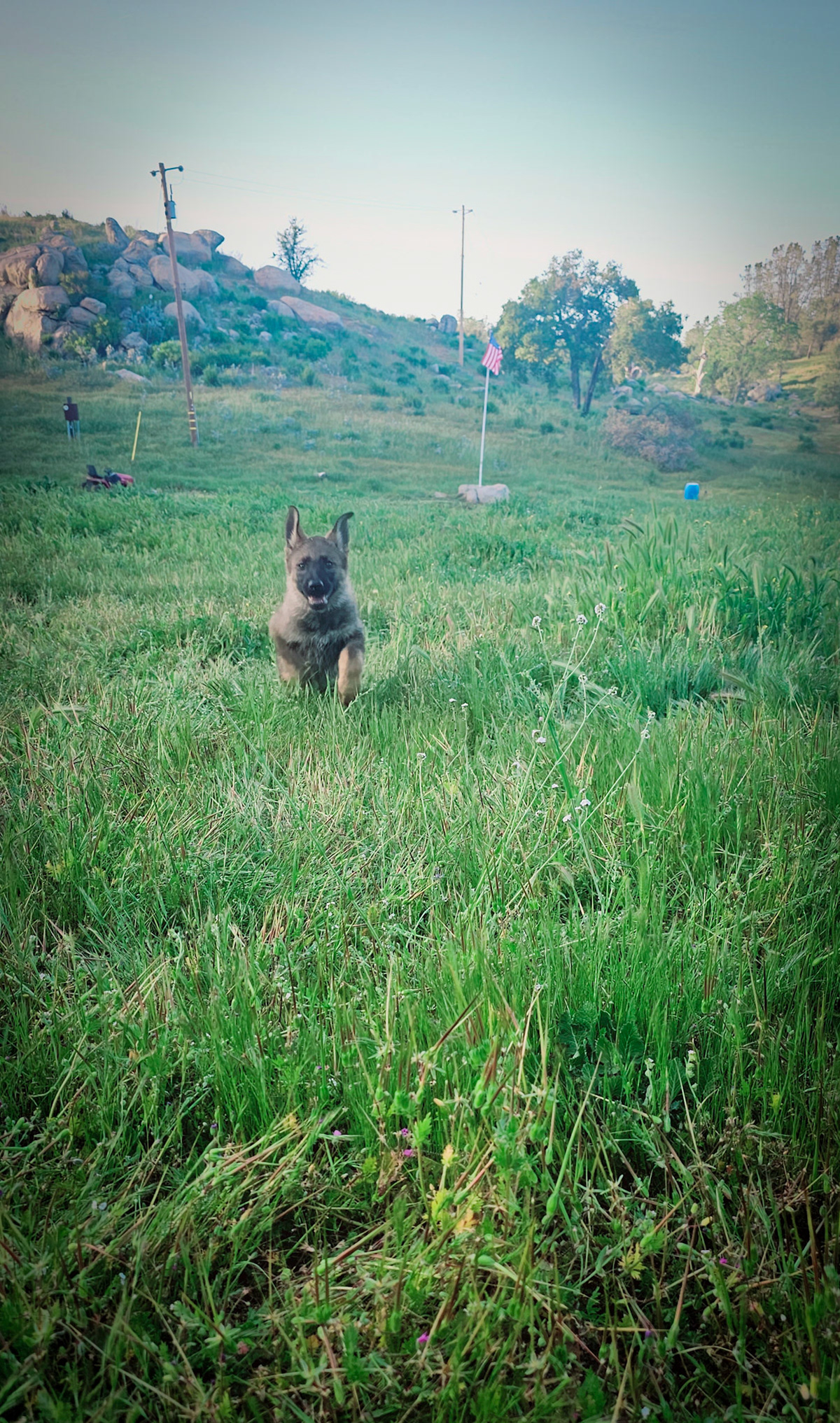 Purple Collar Female - 11 weeks old