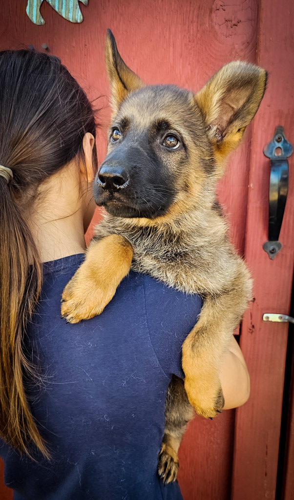 Hot Pink Collar Female - 10 Weeks