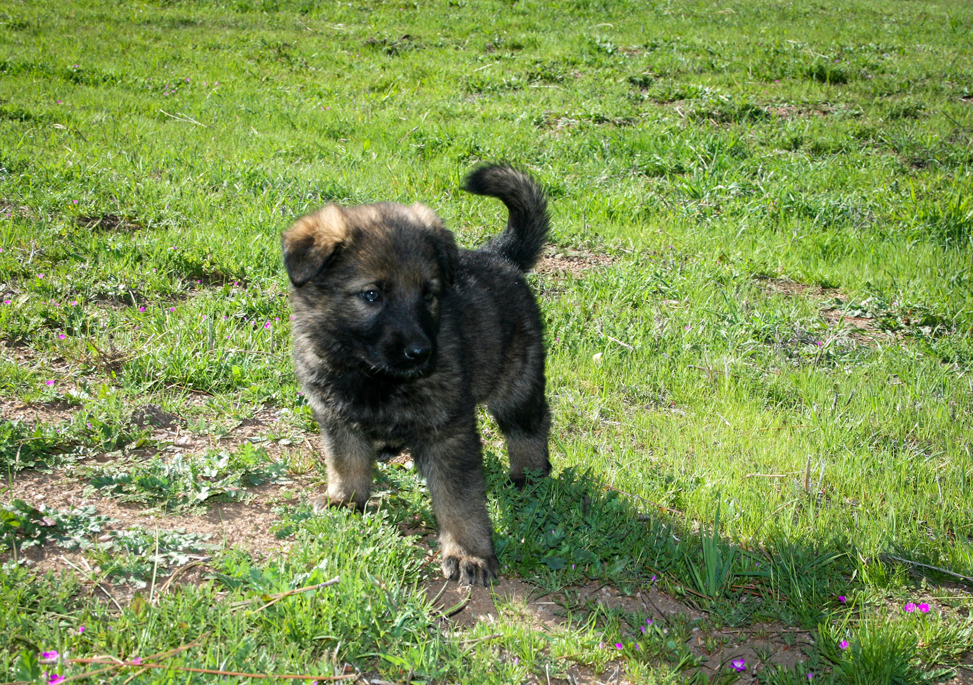 Lilac Collar Female 5 weeks Old