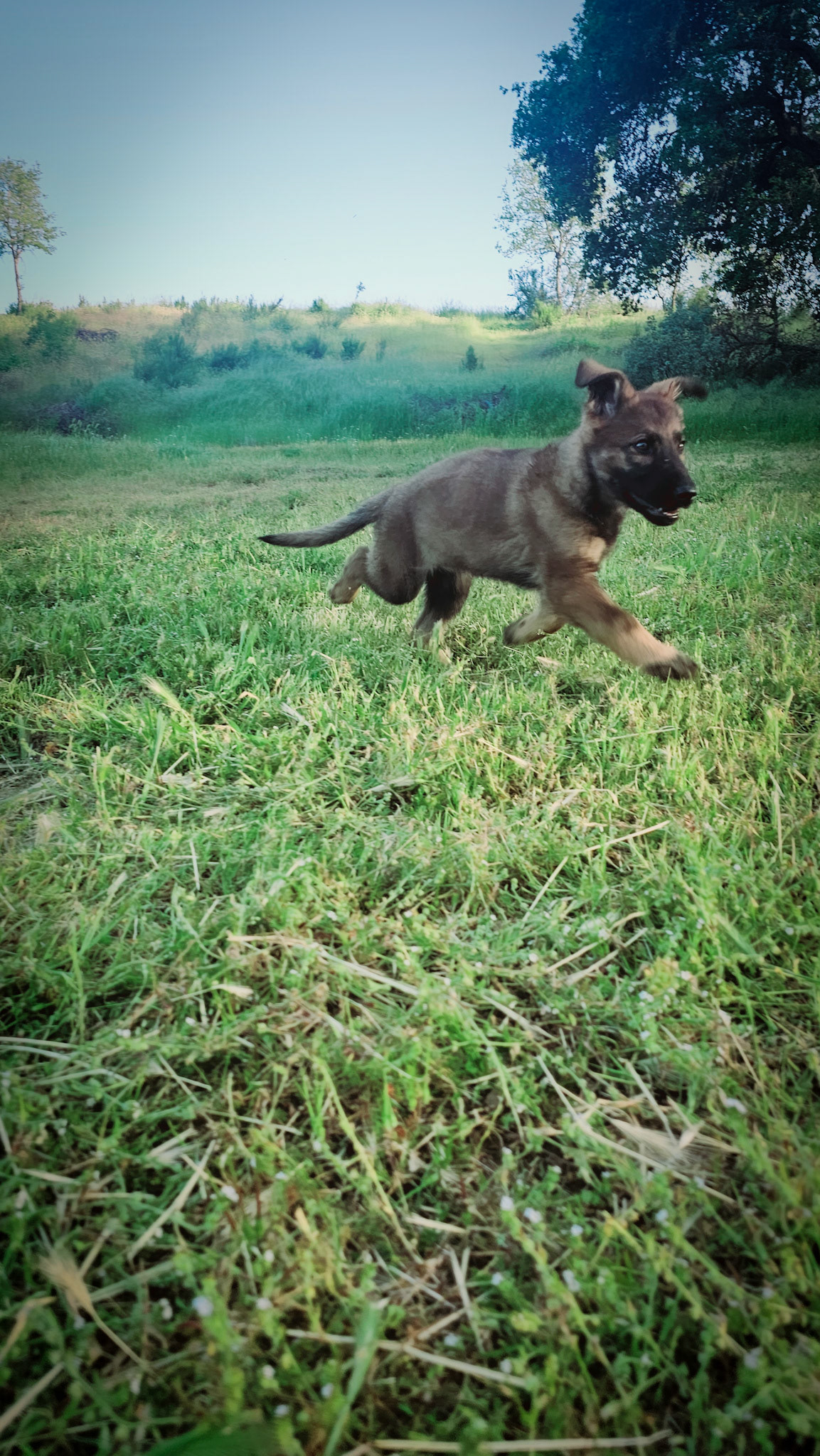 Purple Collar Female - 11 weeks old