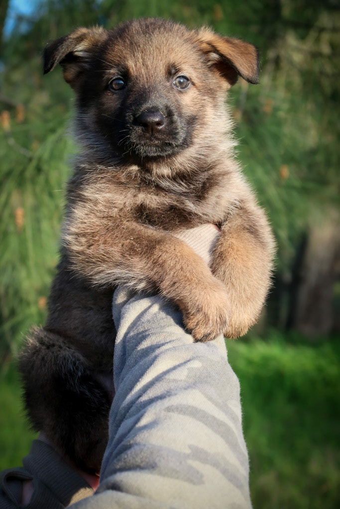 Yellow Collar Female - 6 weeks