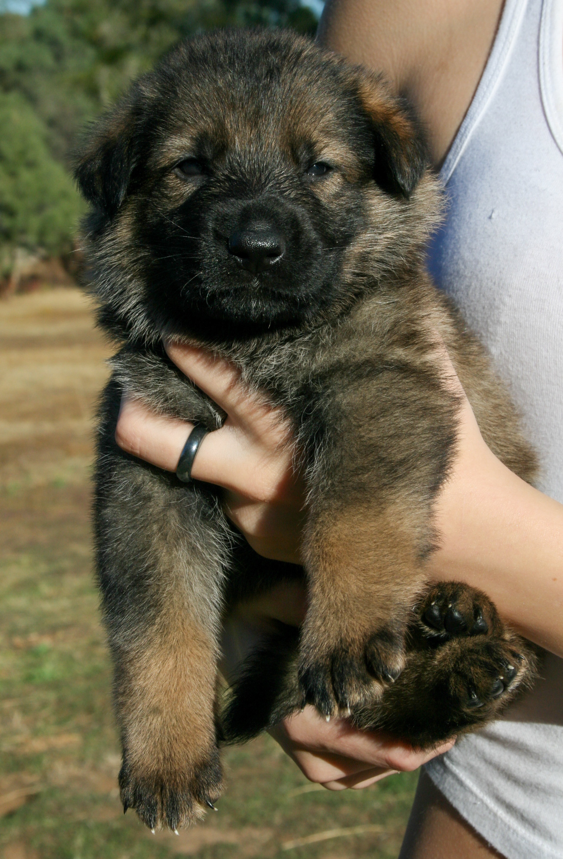 "Dexter" - 4 weeks
