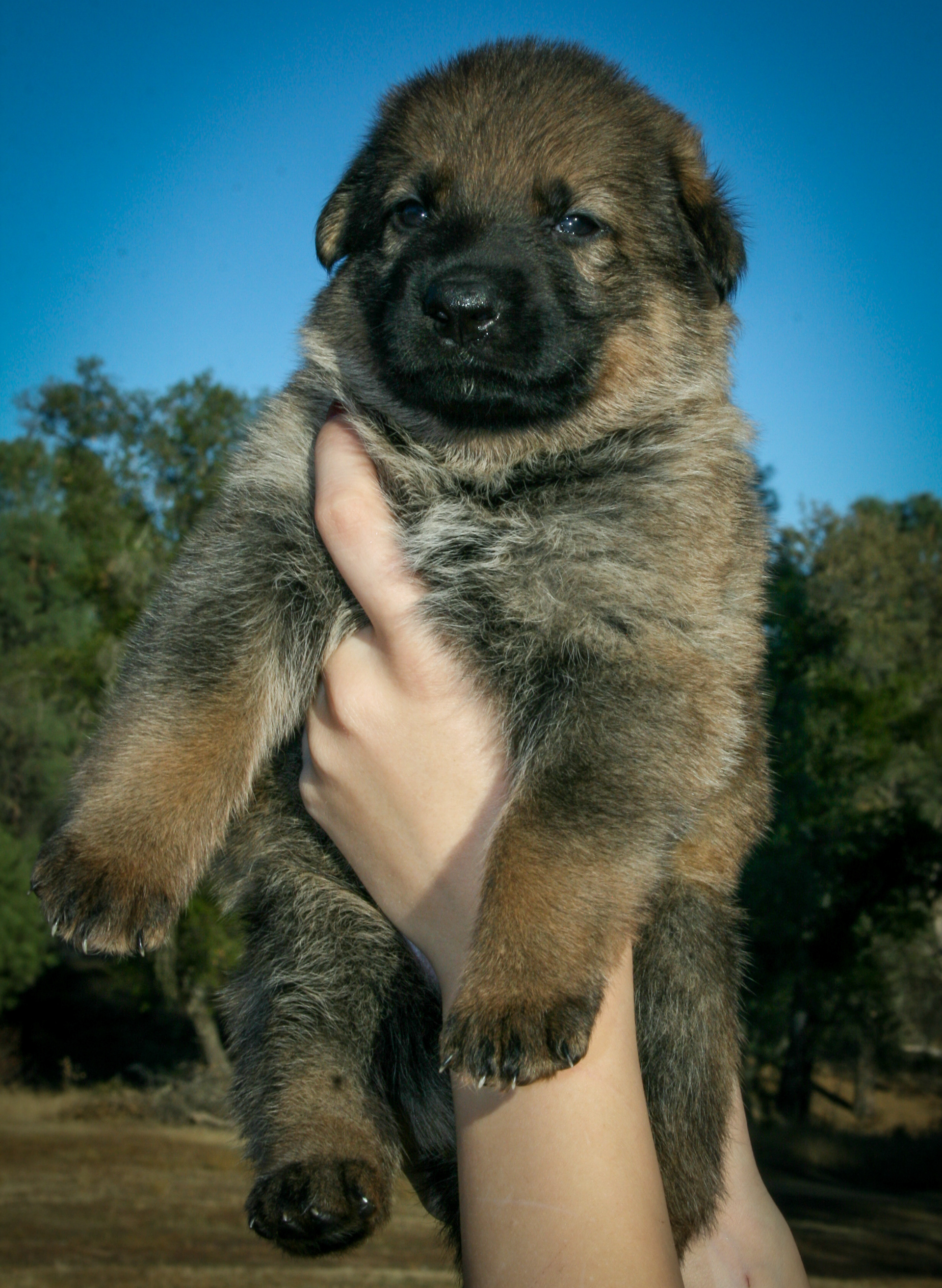 "Misty" - 4 weeks