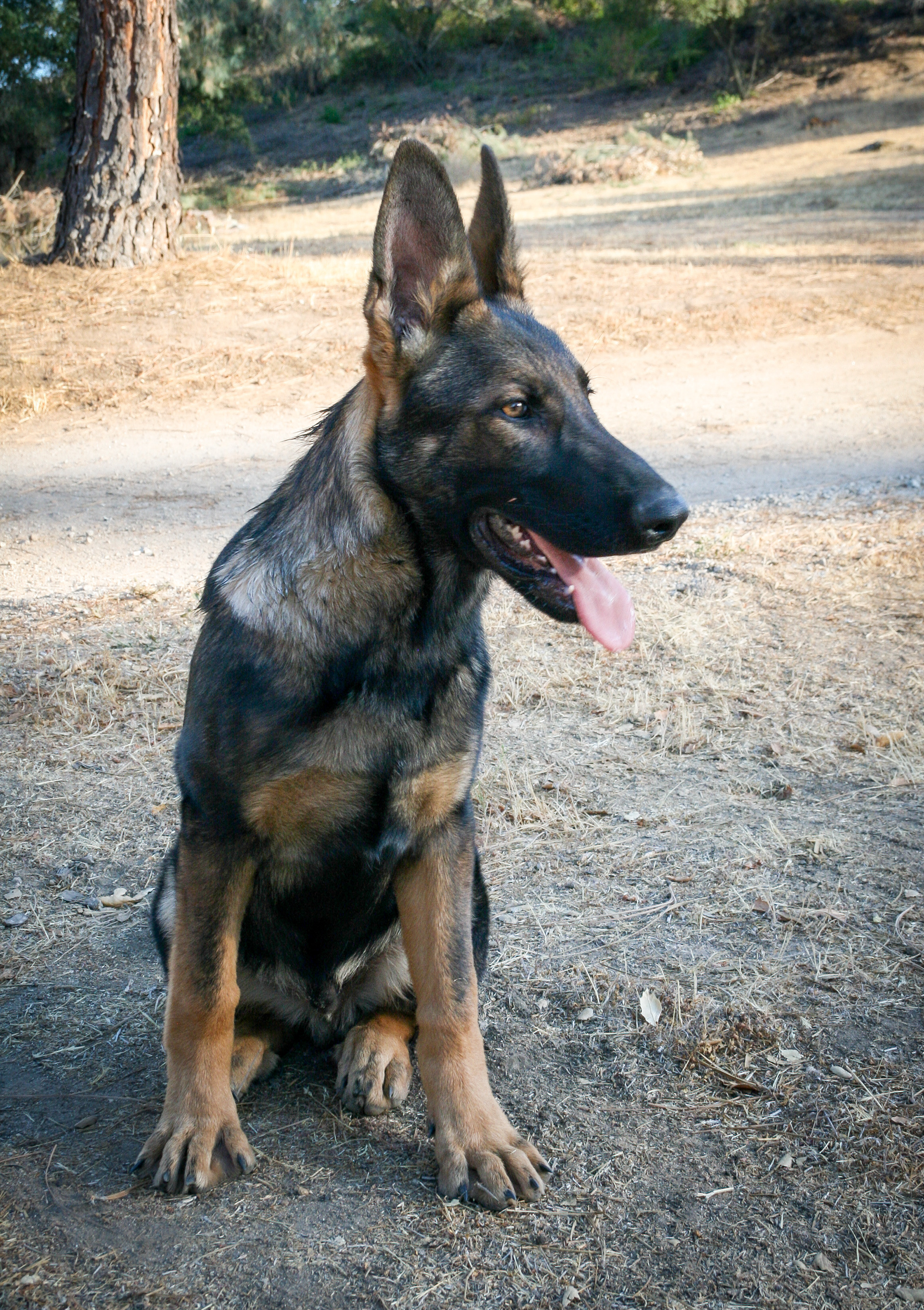 Hunter 18 Weeks
