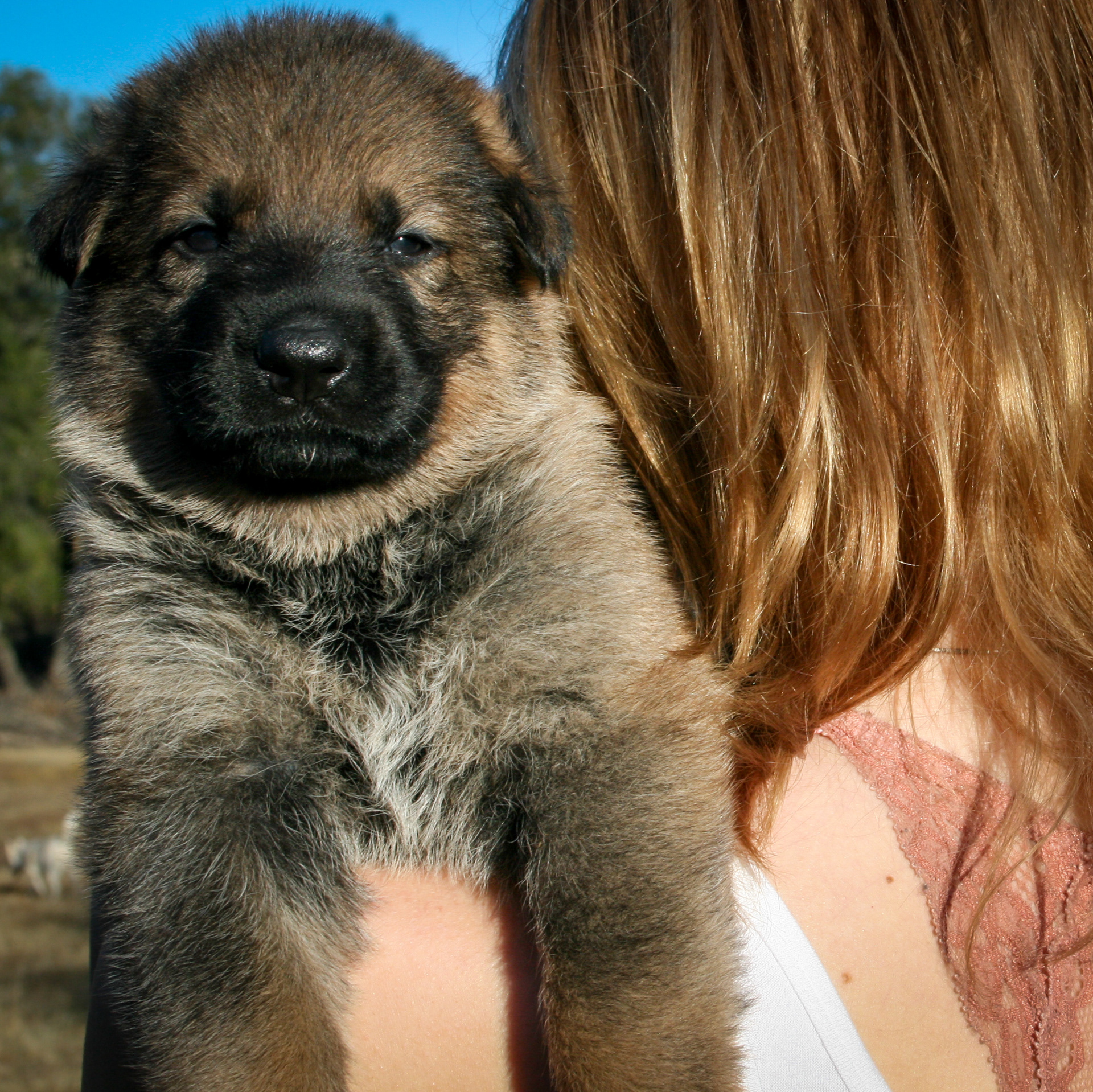 "Misty" - 4 weeks