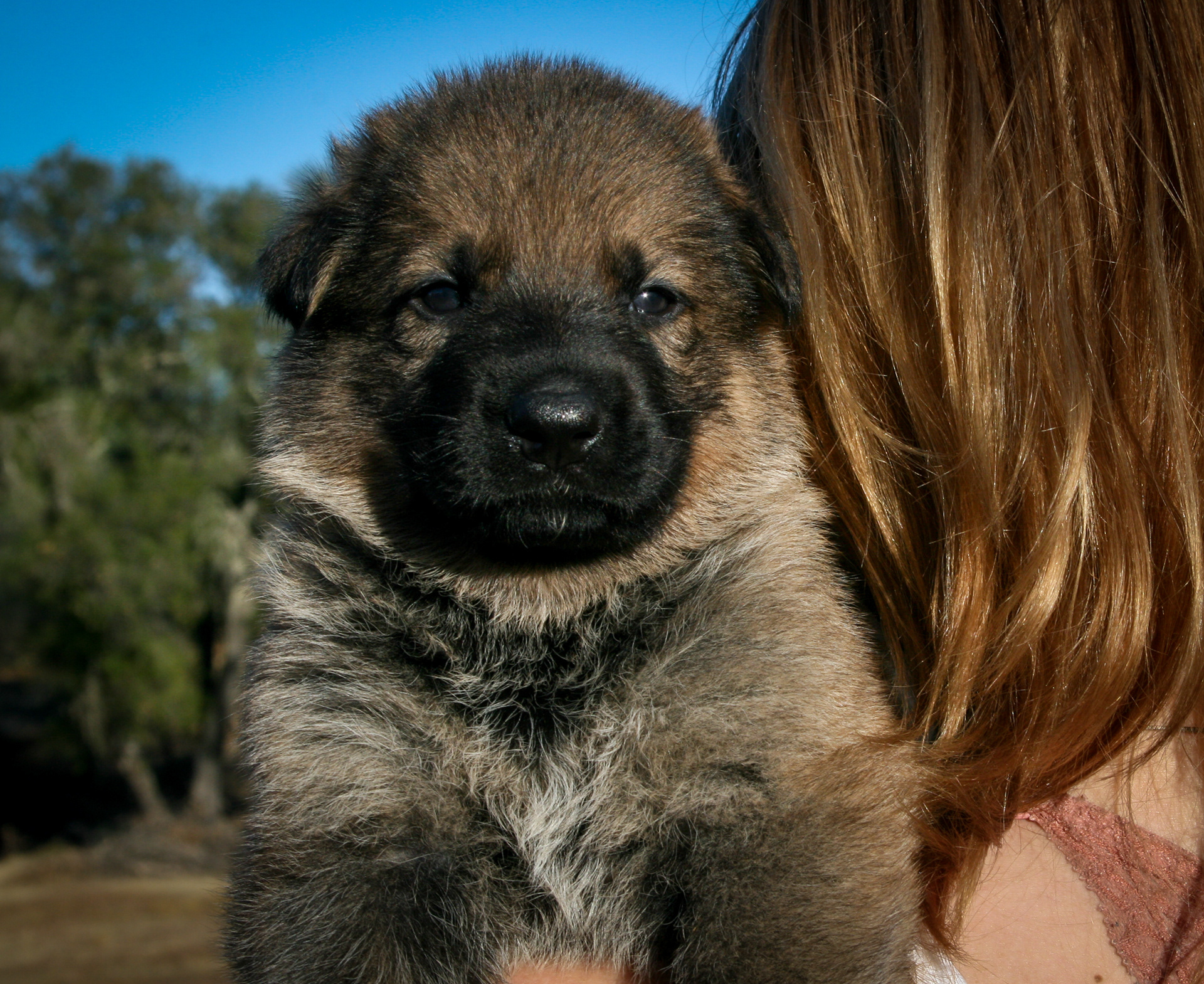 "Misty" - 4 weeks