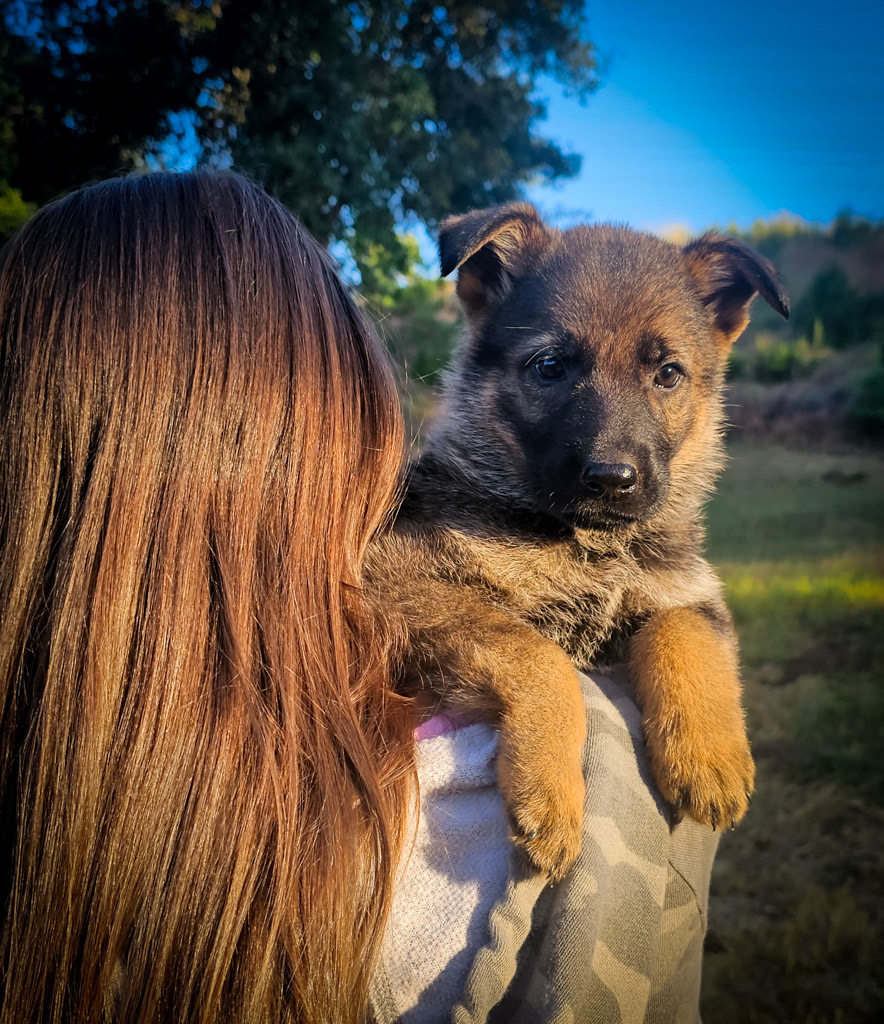 Purple Collar Female - 7 weeks old