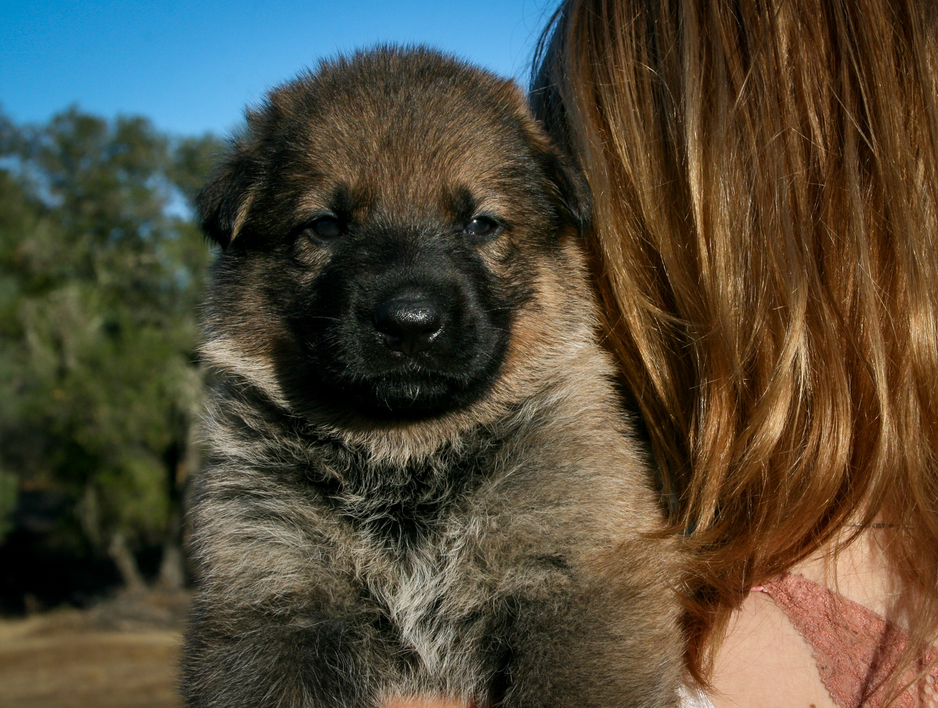 "Misty" - 4 weeks