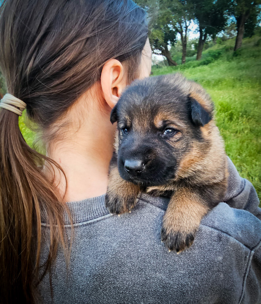 Black Collar Male - 2.5 weeks old