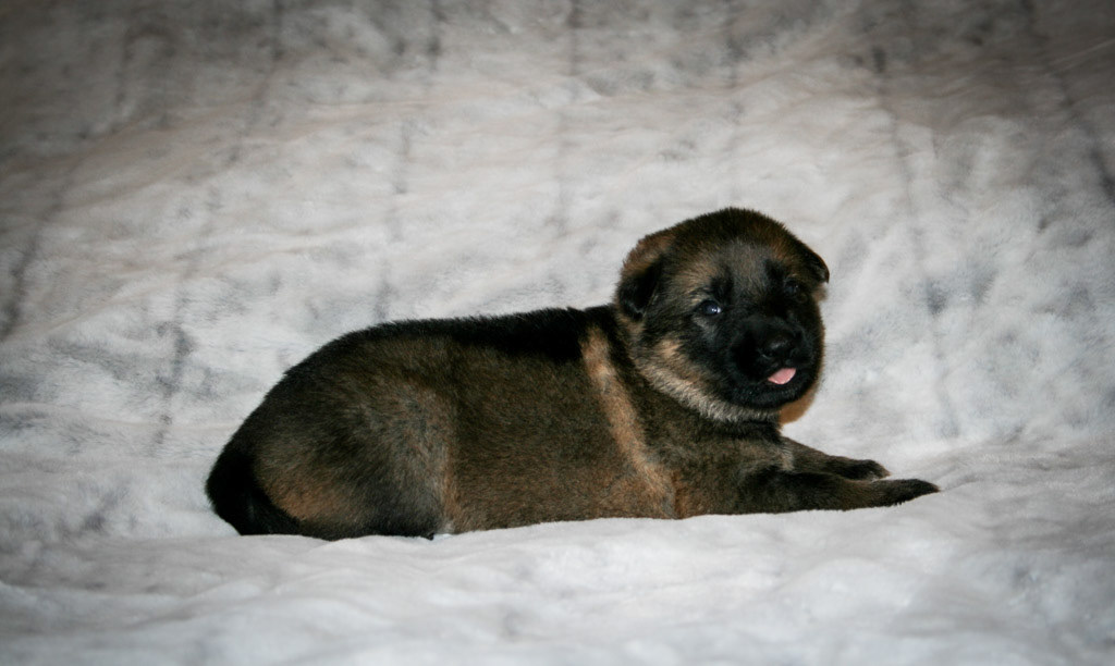 Teal Collar Female - 3 weeks