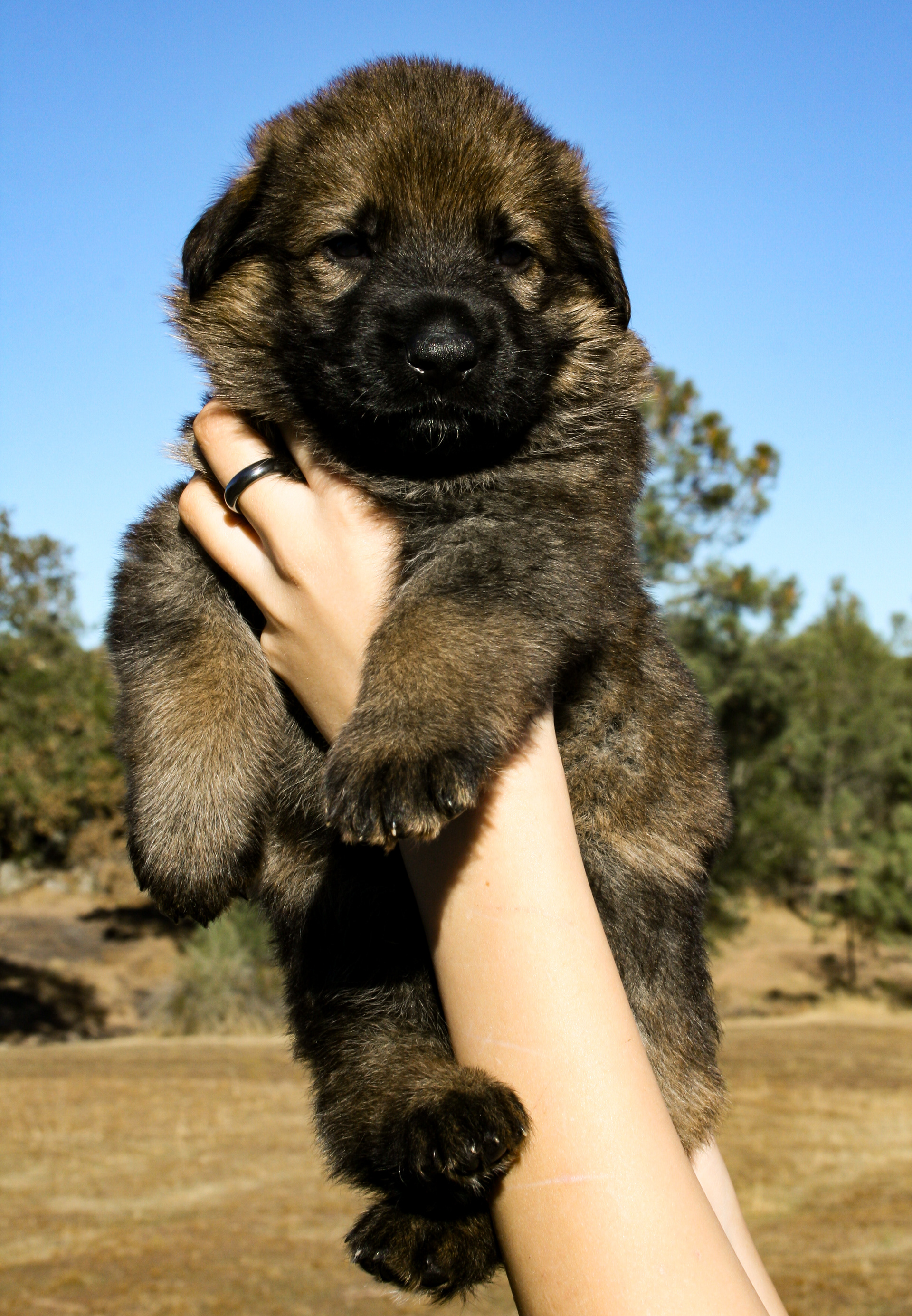 "Biggie Smalls" - 4 weeks