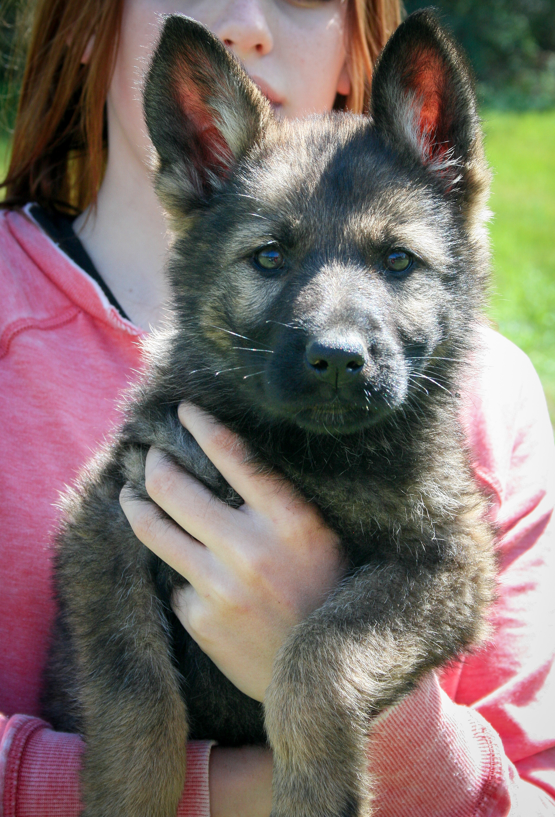 8 week old - Sasha