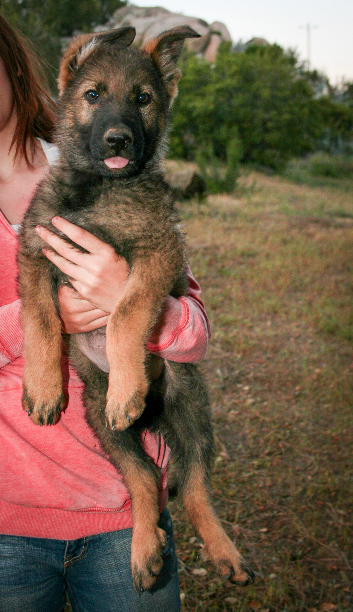 Blue Collar Male 10 Weeks Old