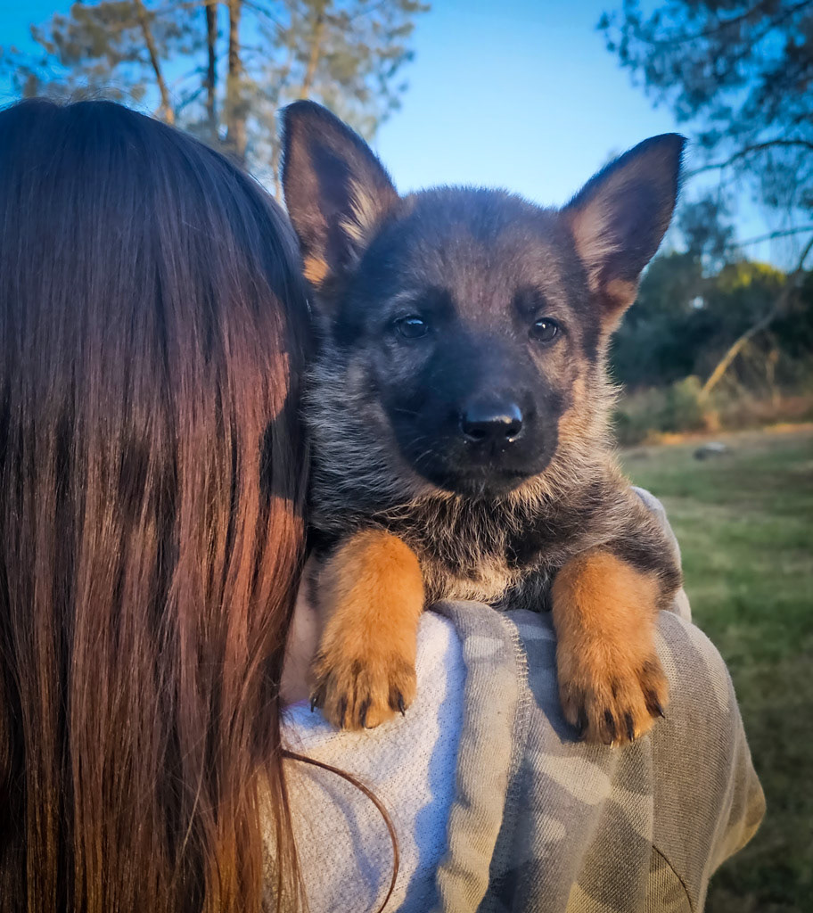 Lime Green Collar Female - 7 weeks old