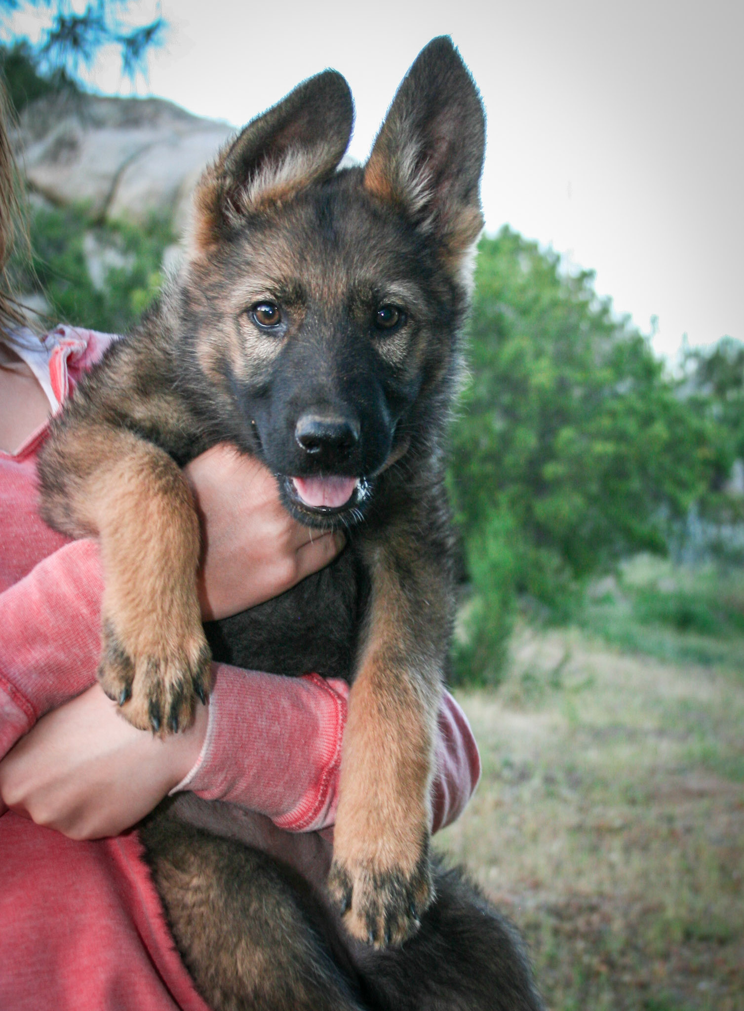Pink Collar Female 10 Weeks Old