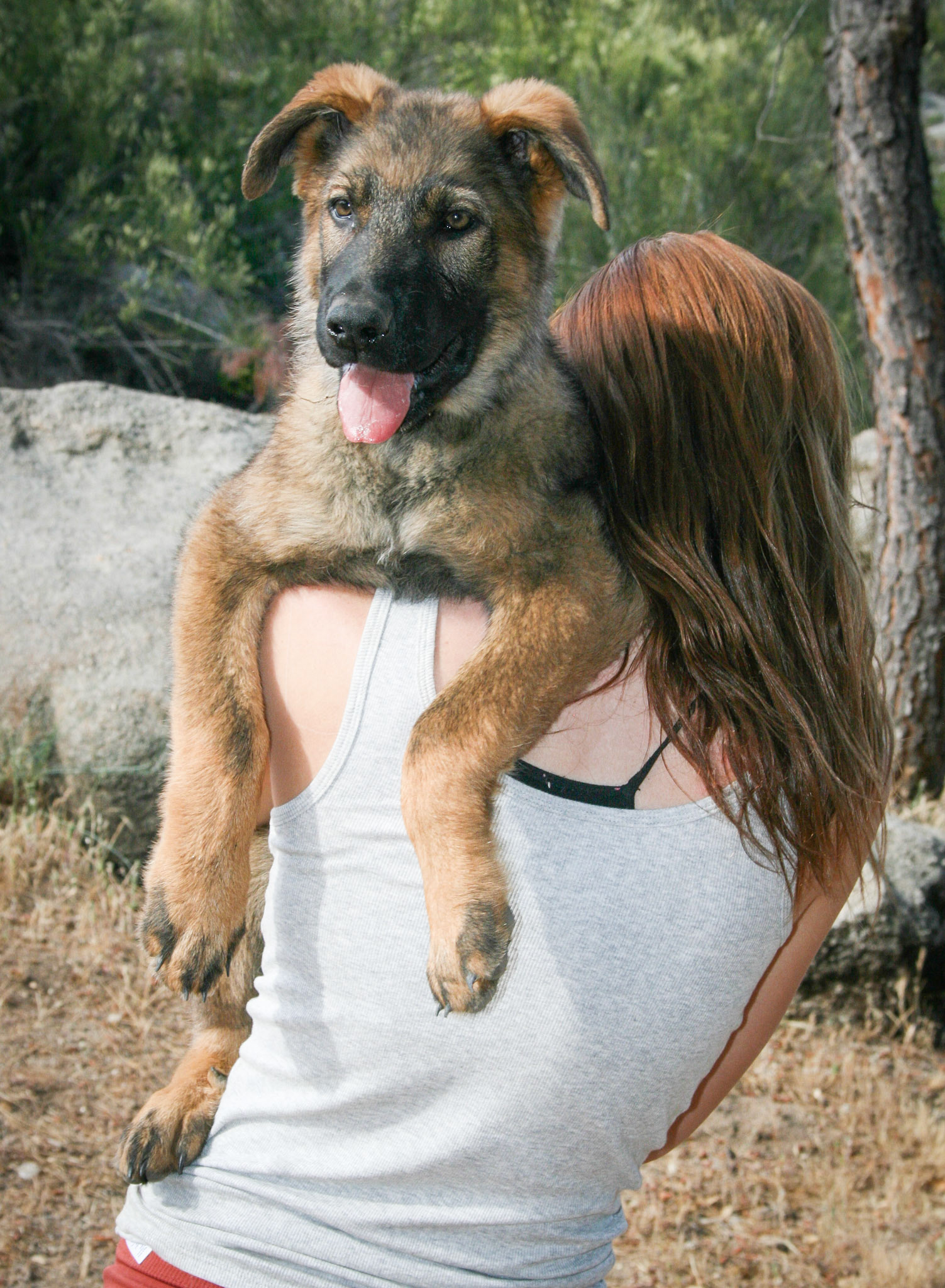 Blue Collar Male 14 weeks