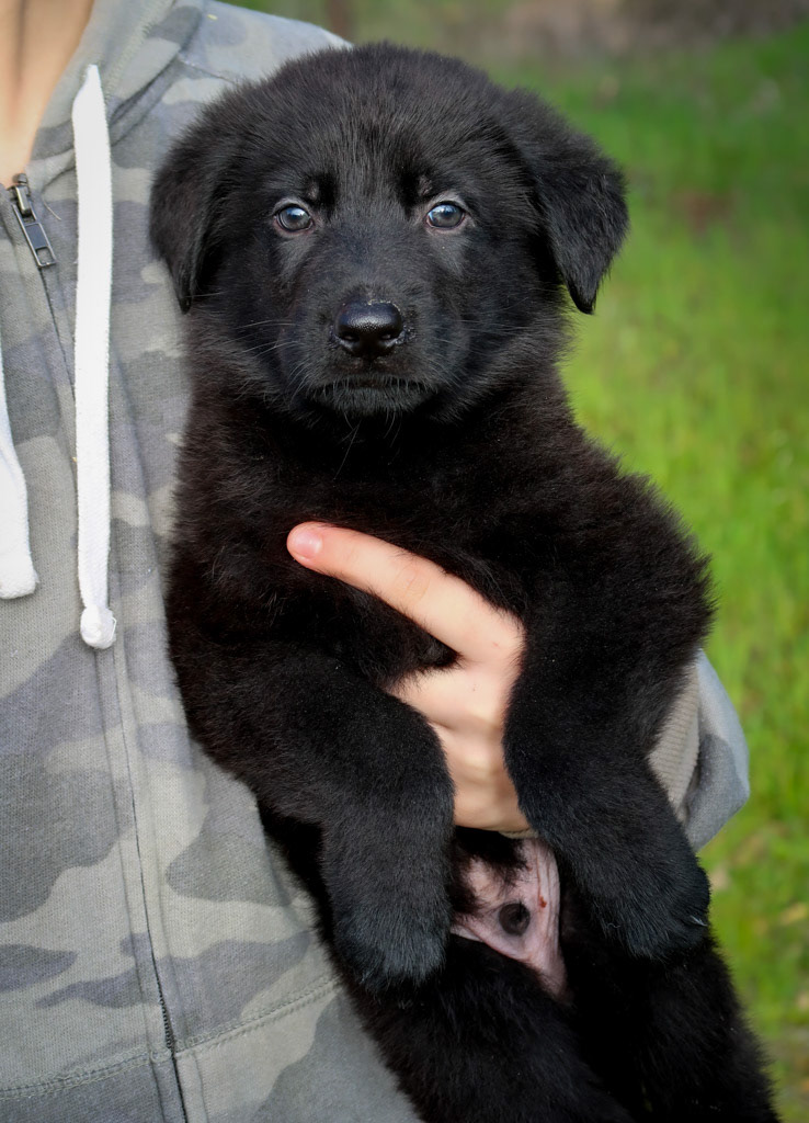 Red Collar Male - 6 weeks old