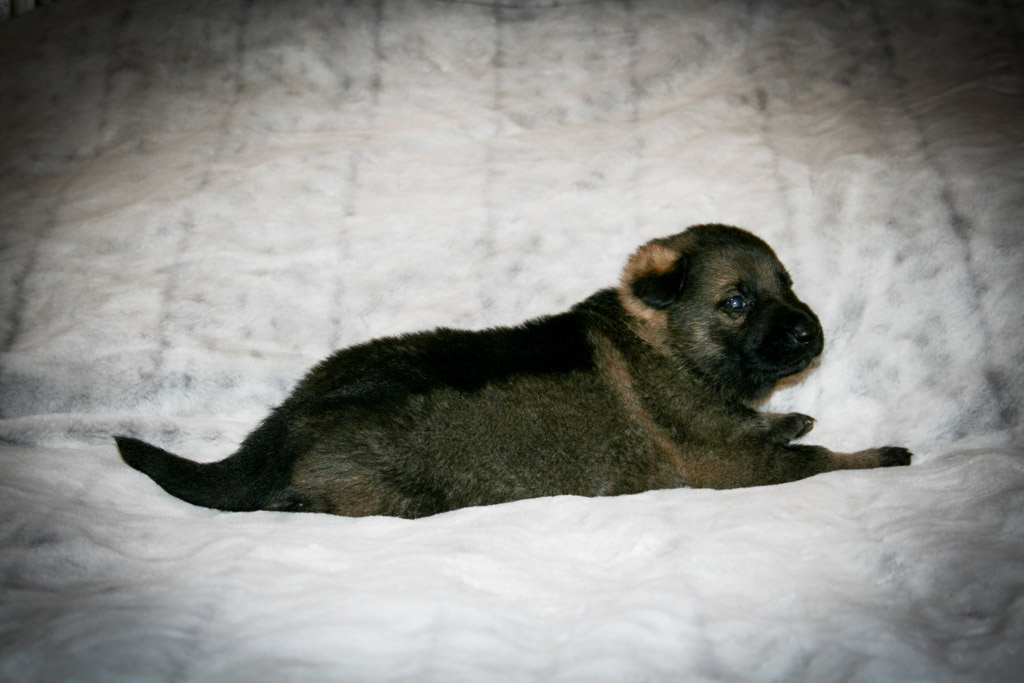 Lime Green Collar Male - 3 weeks