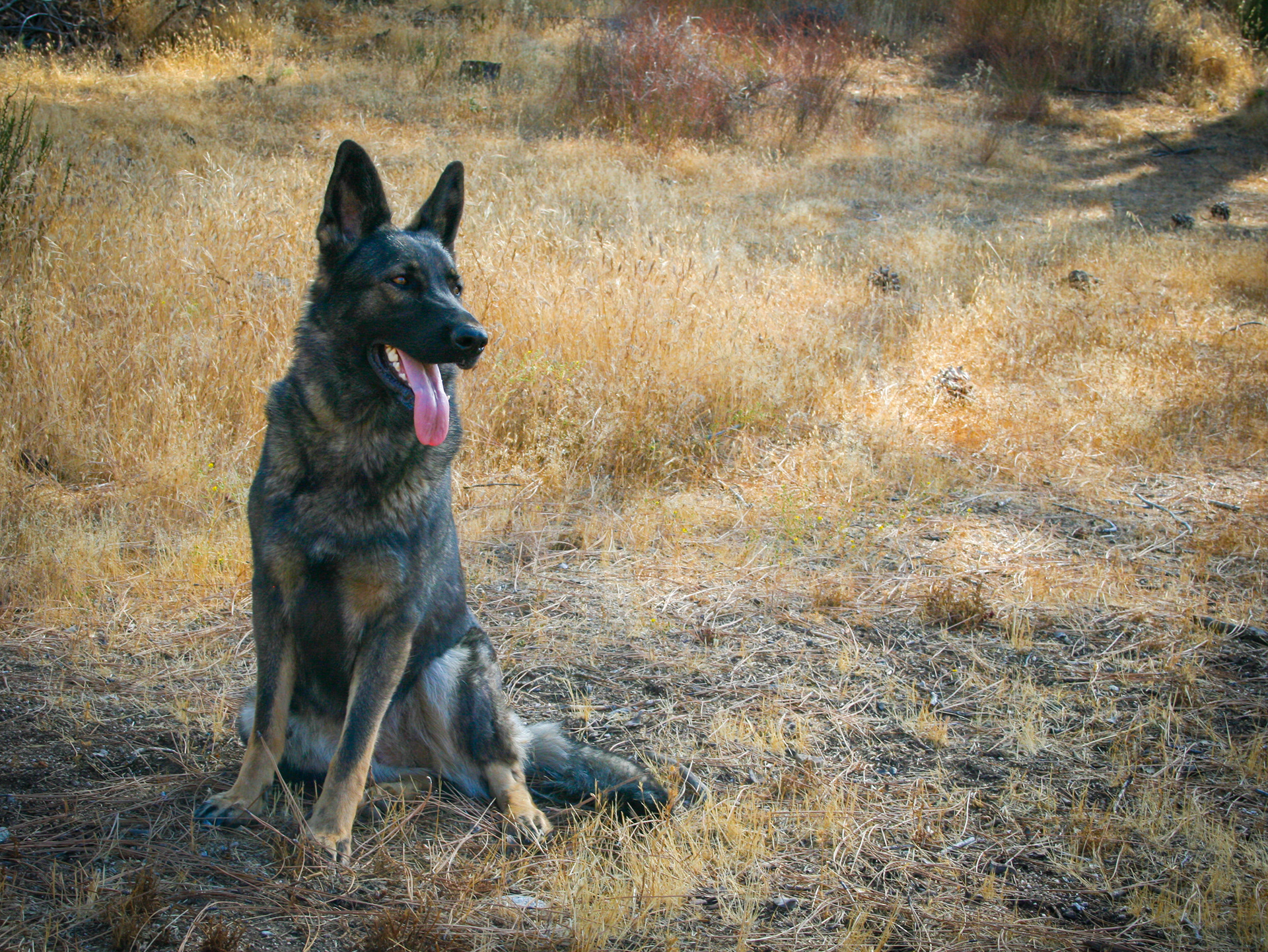 Rosa vom Ritterhund - 20 months