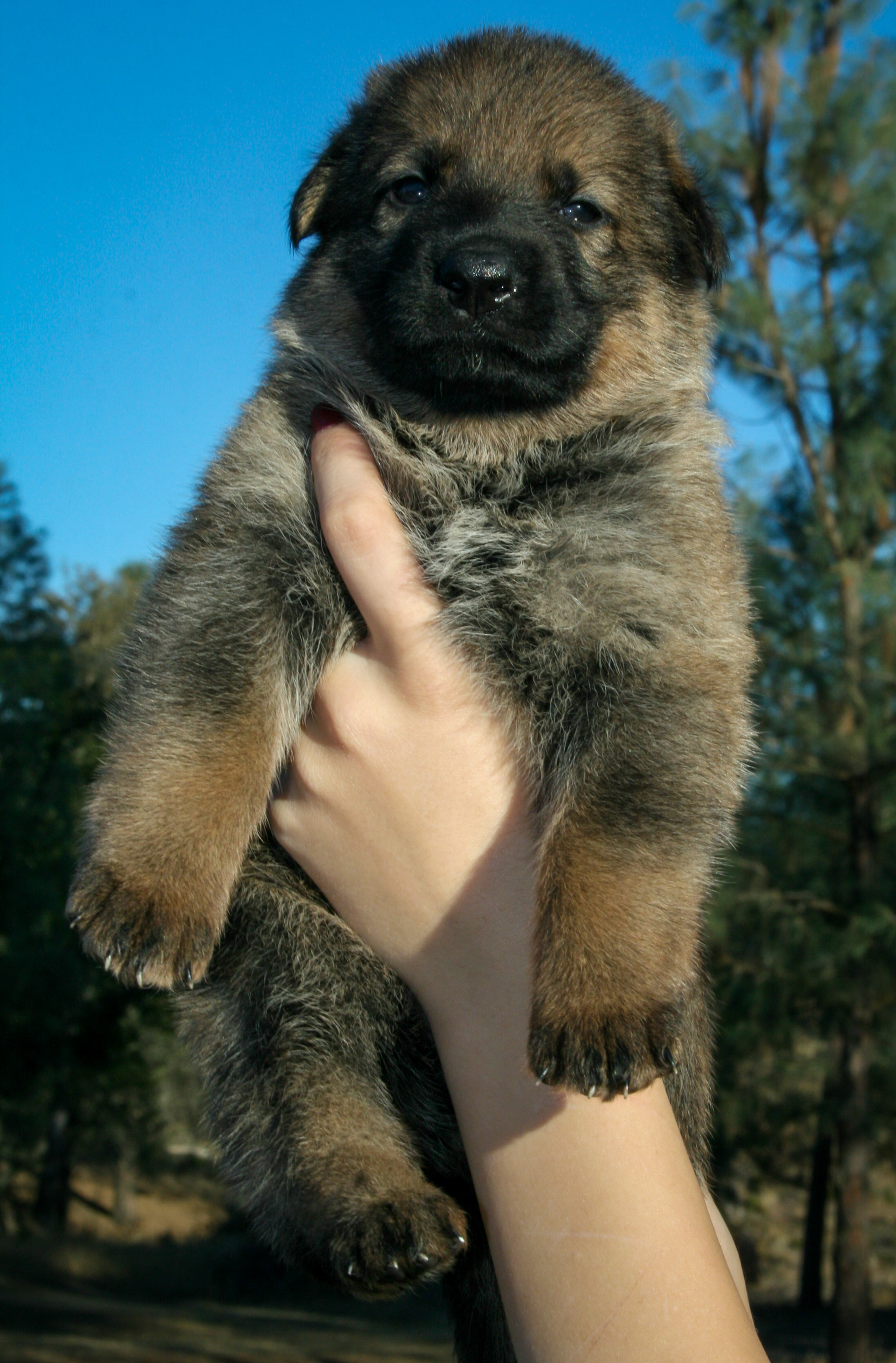 "Misty" - 4 weeks