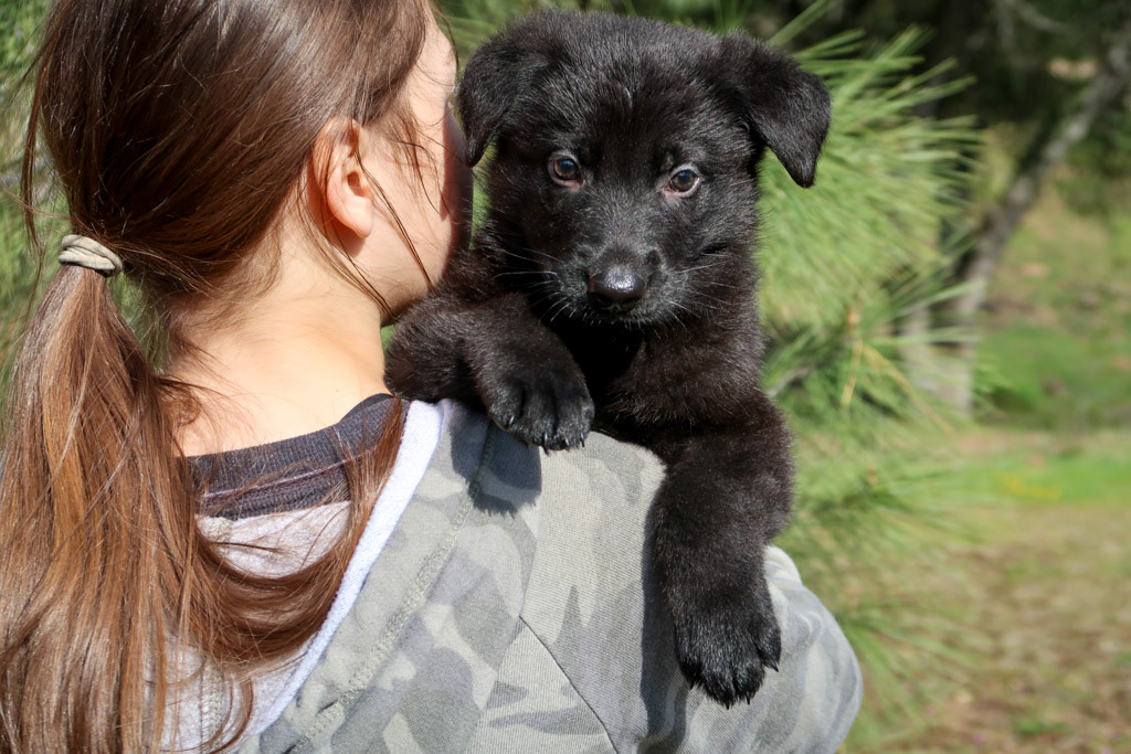 Light Blue Male - 6 weeks old