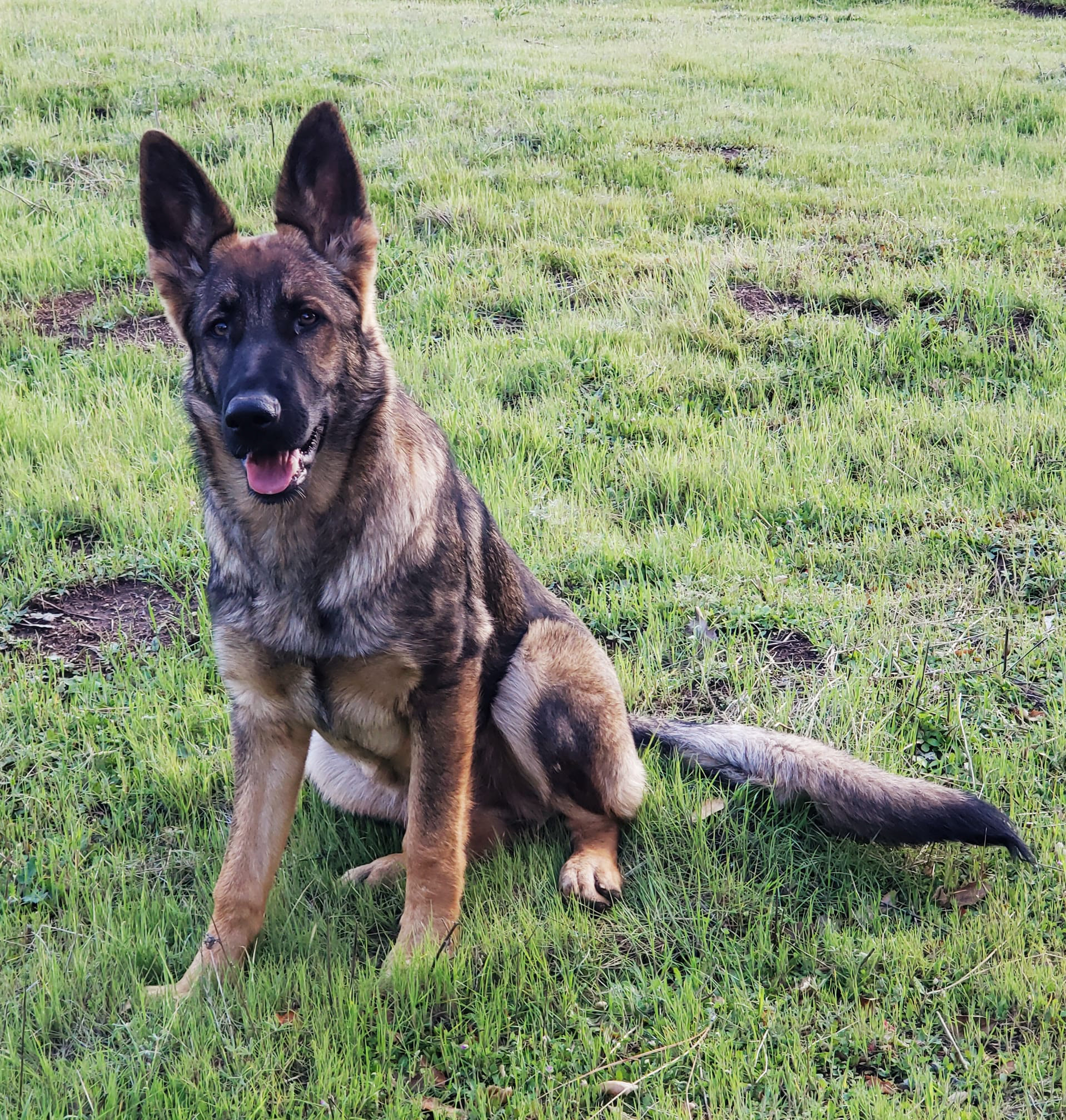 Stella 7 months old
