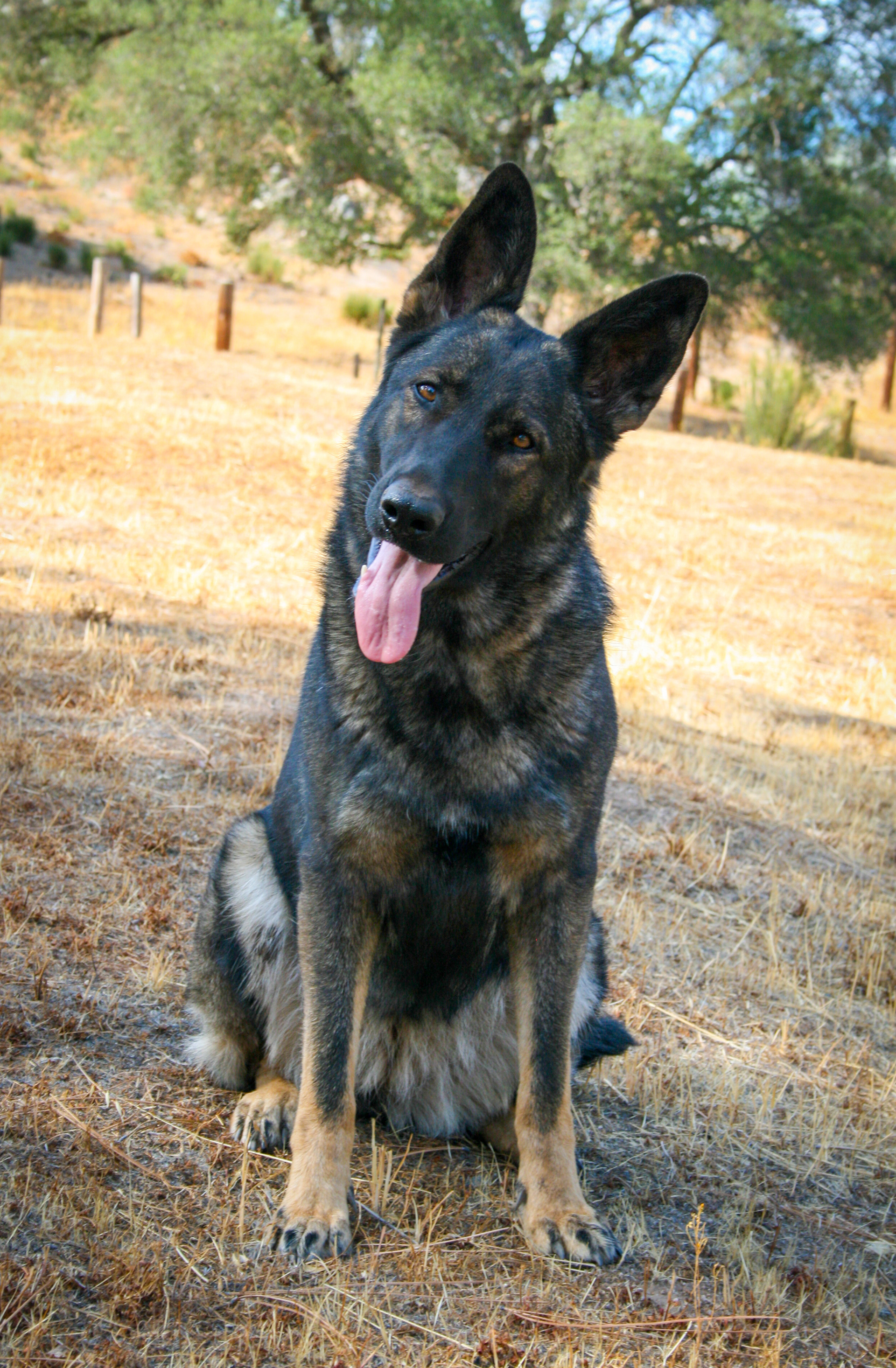 Rosa vom Ritterhund