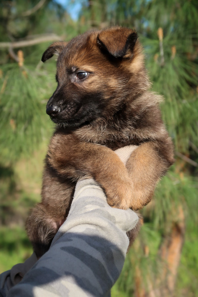 Royal Blue Male - 6 weeks old