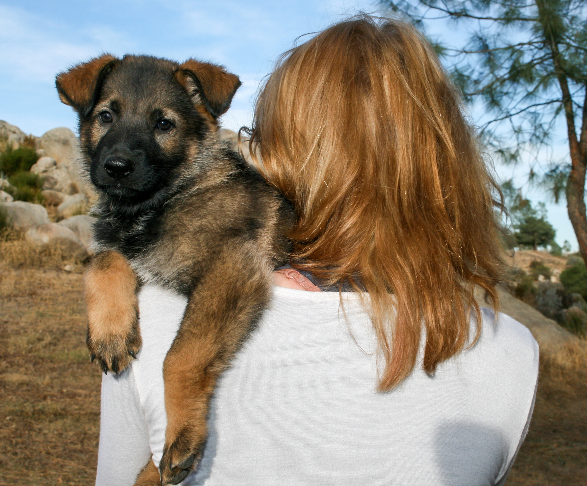 Dexter - 7 weeks