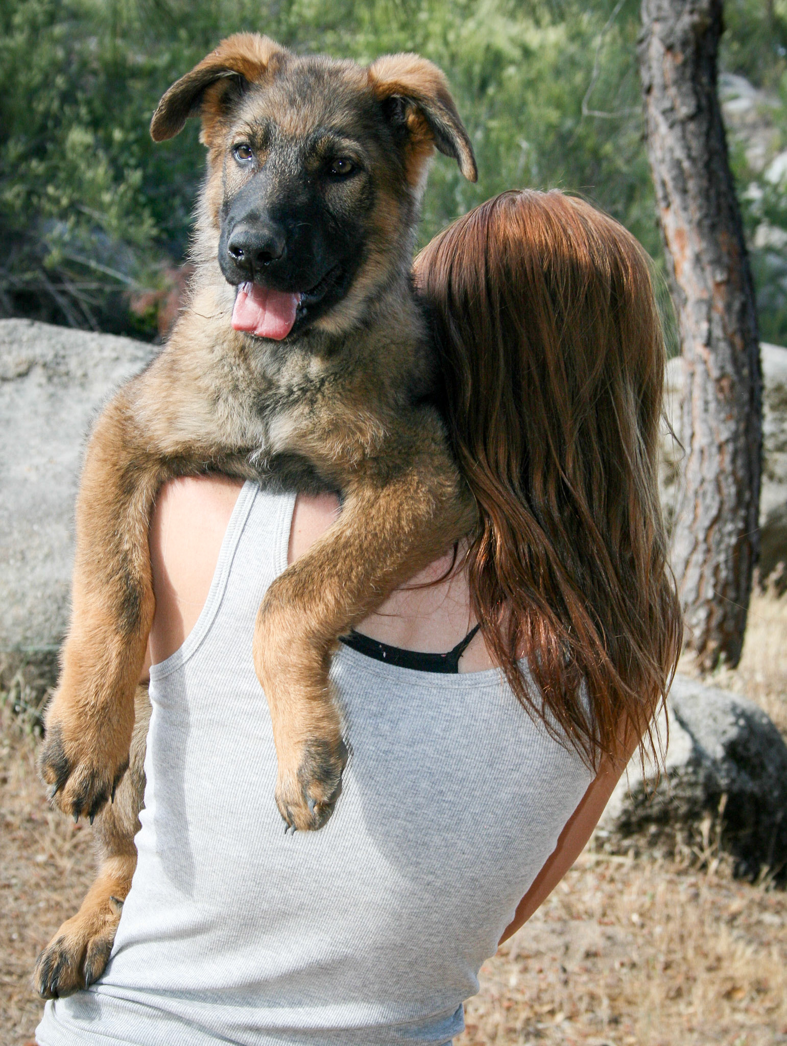 Blue Collar Male 14 weeks