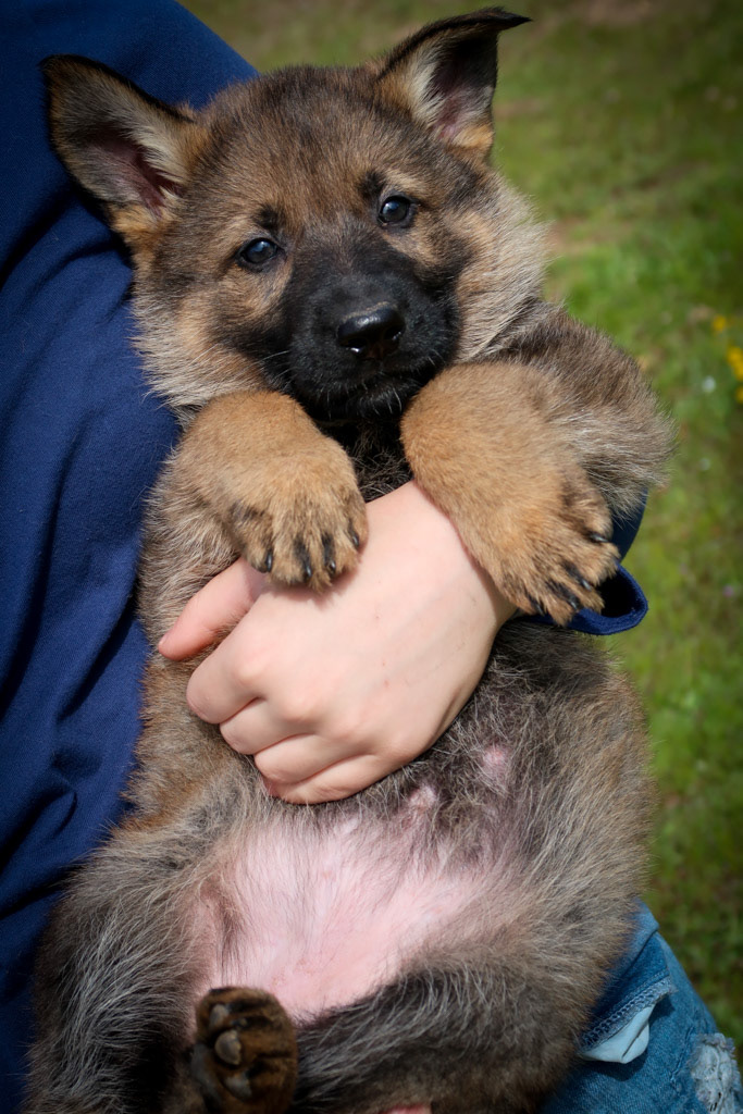 Purple Collar Female - 7 weeks old