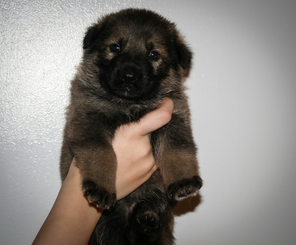 Hot Pink Collar Female - 4 weeks old