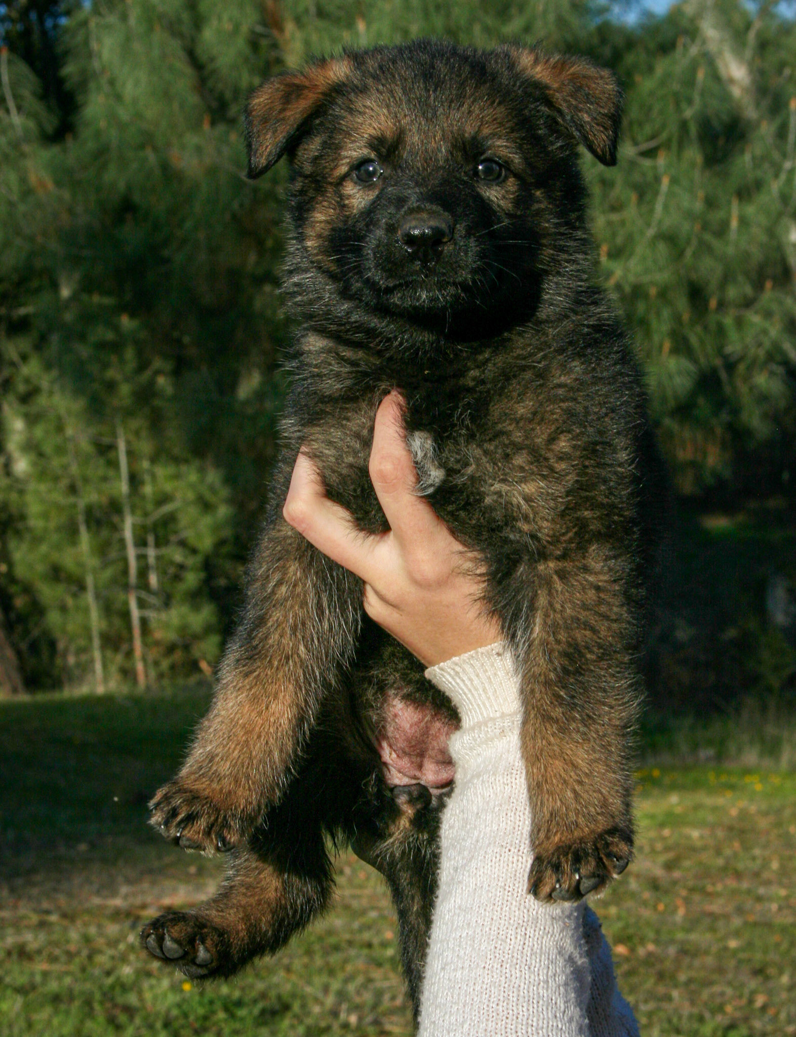 Rosa vom Ritterhund - 5 wks