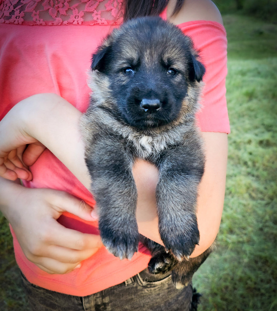 Yellow Collar Female - 2.5 weeks old photos