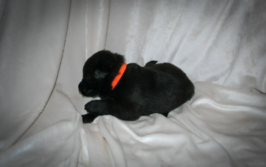 Orange Collar Male - 2 weeks old