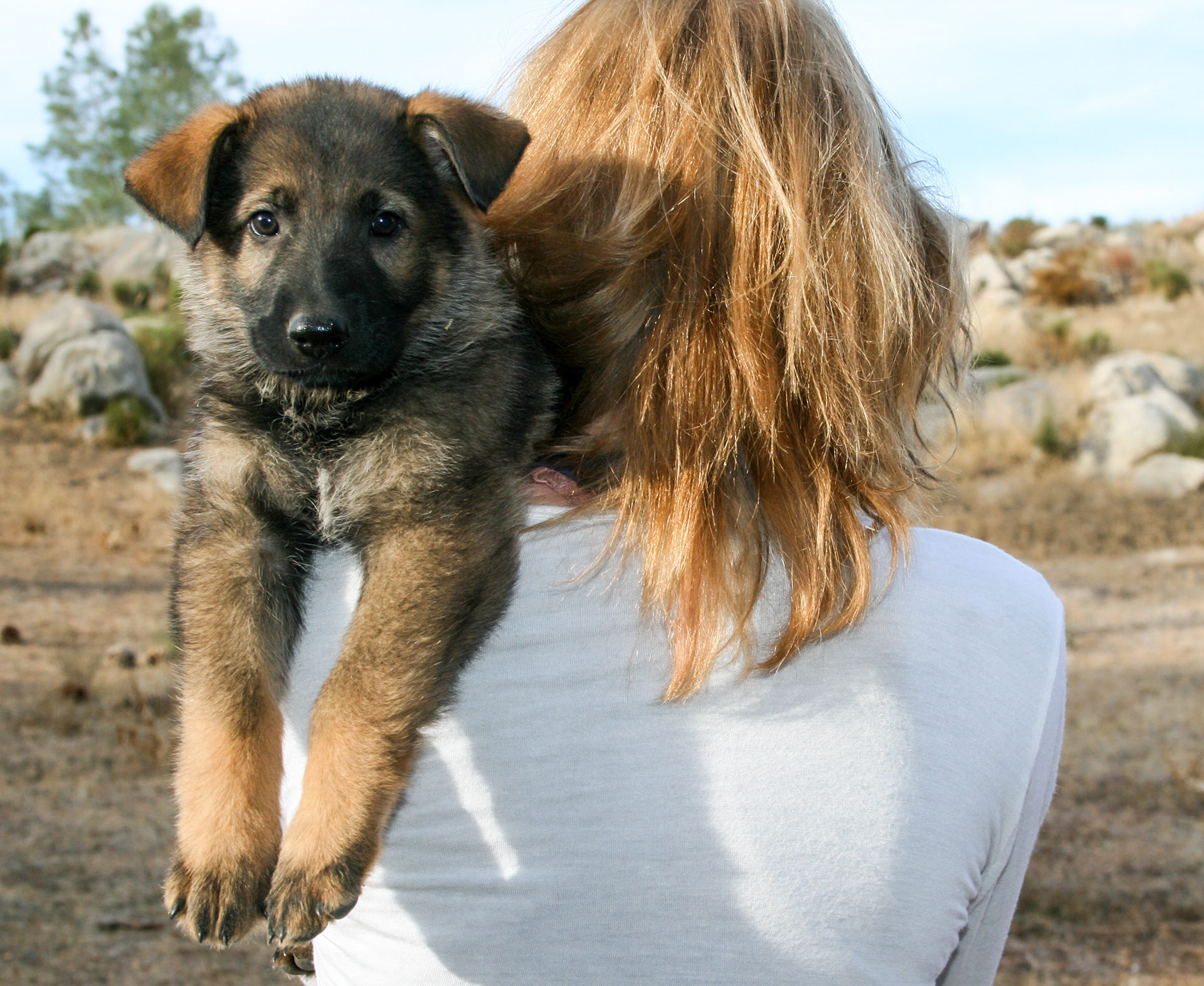 Dexter - 7 weeks