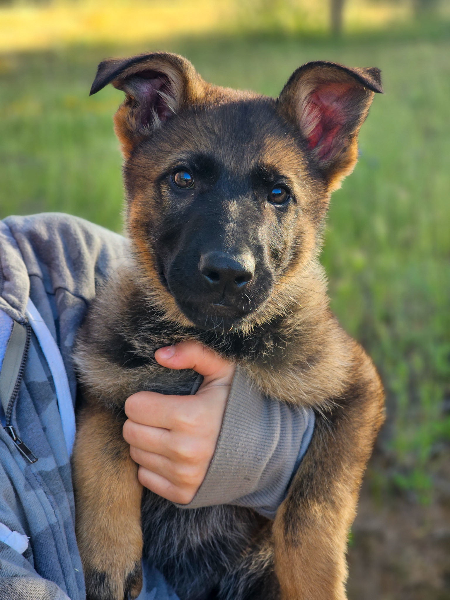 Teal Collar Female - 11 weeks old