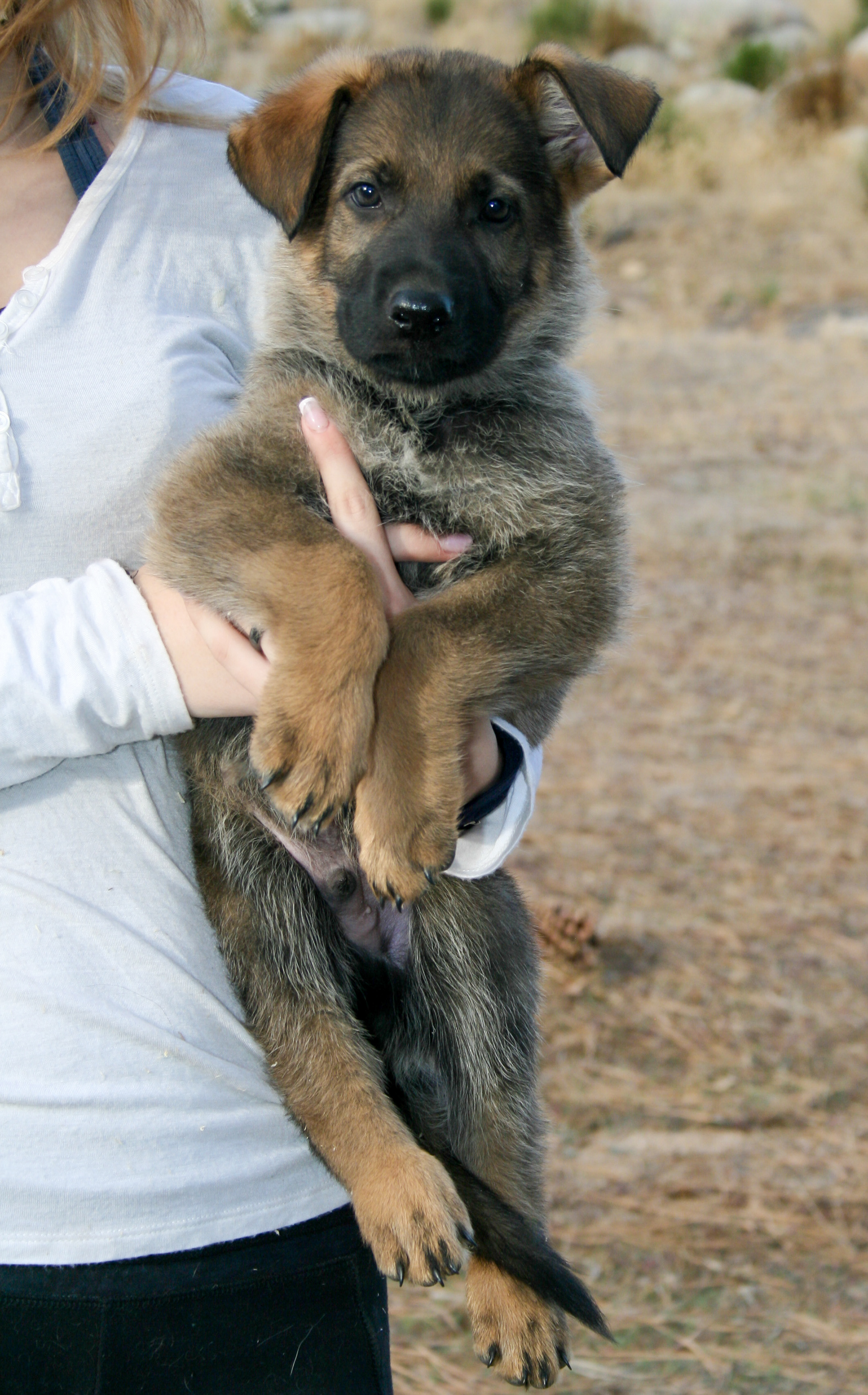 Vinnie - 7 weeks