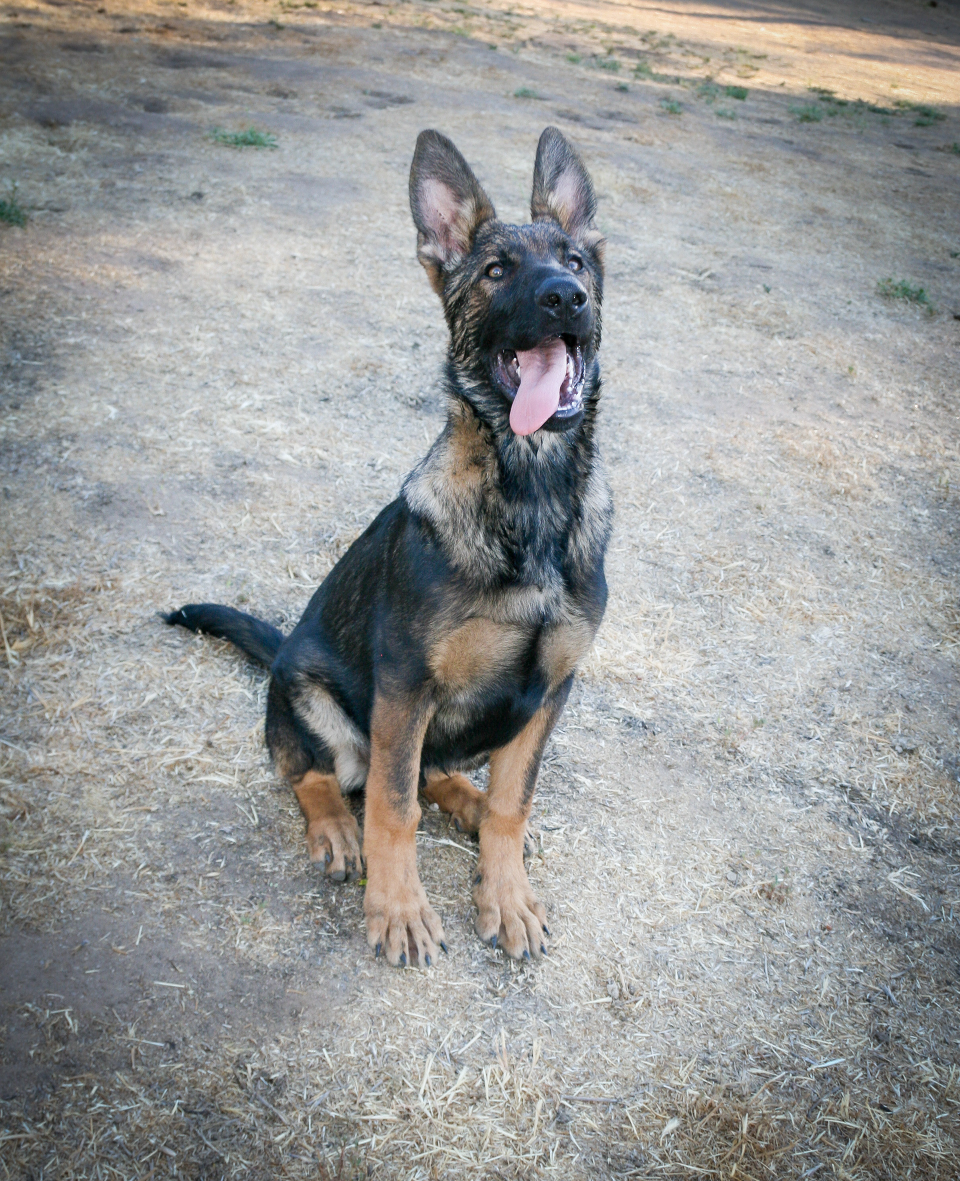 Hunter 18 Weeks