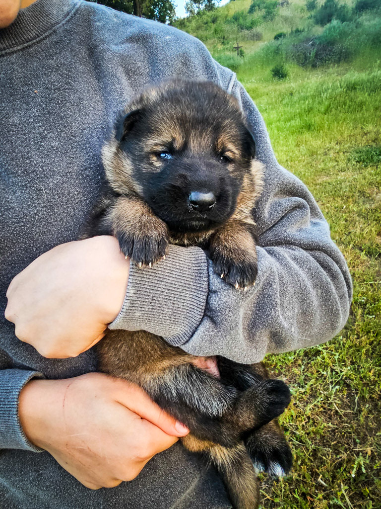 Red Collar Male - 2.5 weeks old photos